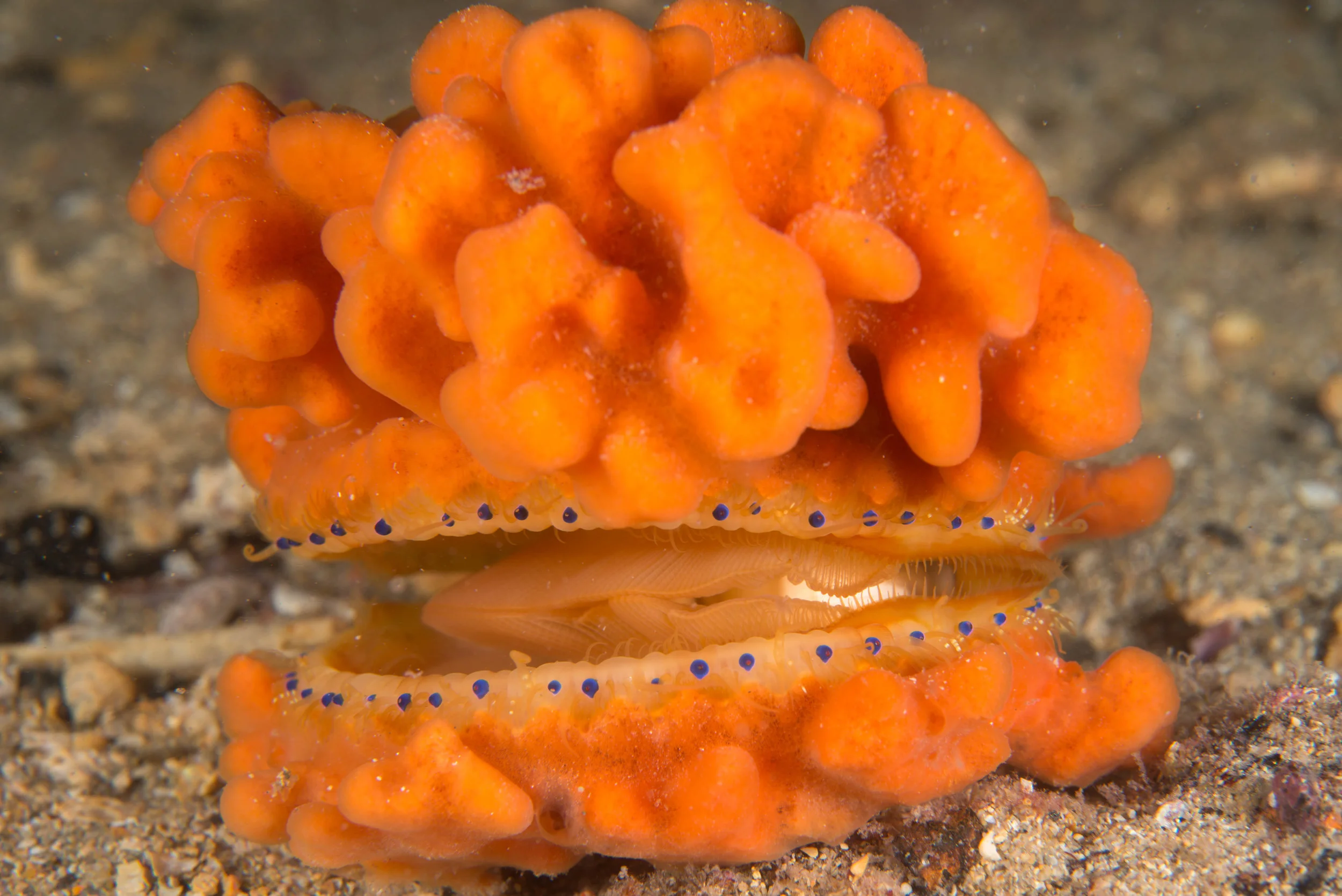 Doughboy scallop (Mimachlamys asperrima)