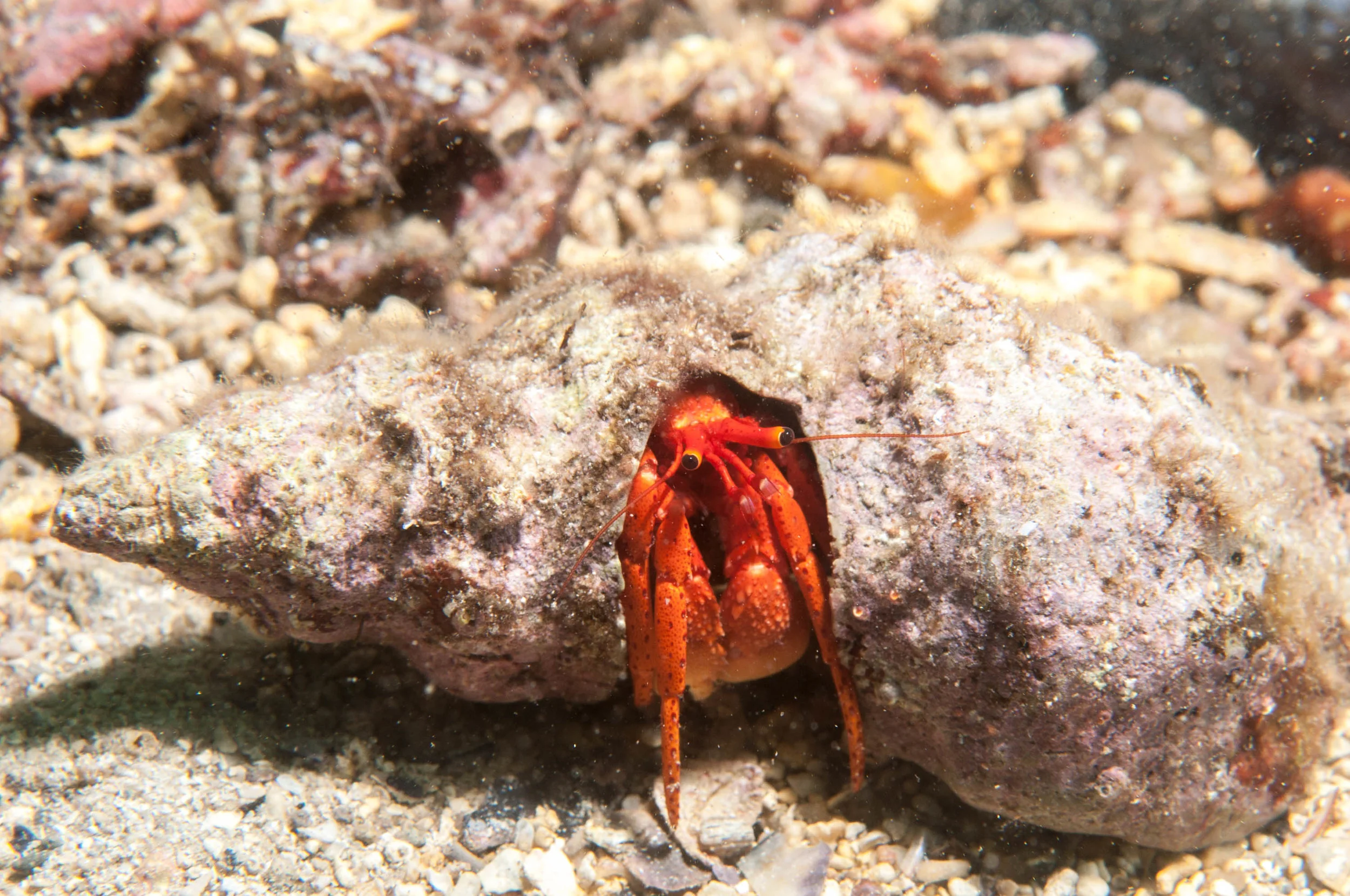 This Hermit crab isn't doomed but I'm sure it could have found itself a nicer home! 