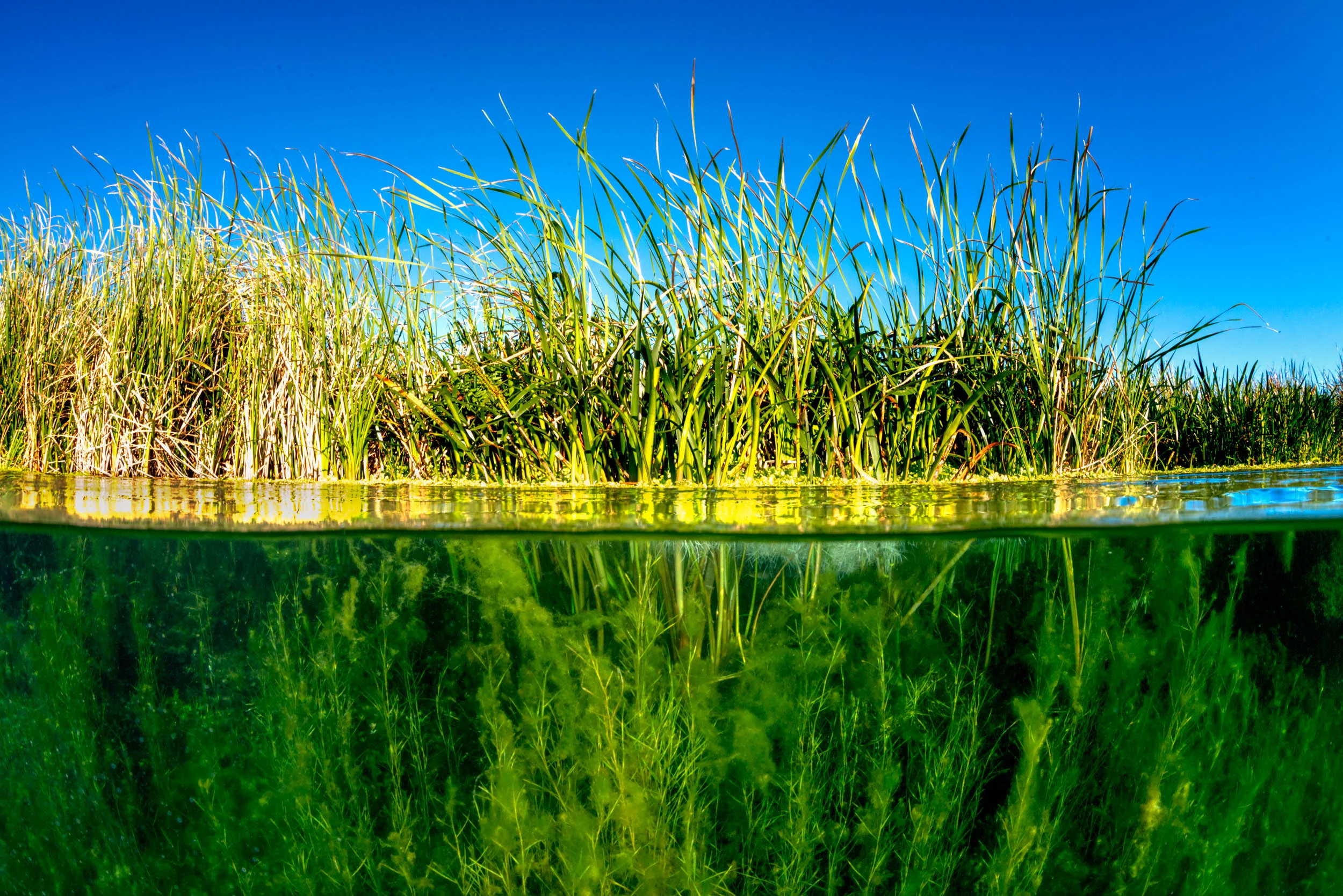 Piccaninne Ponds