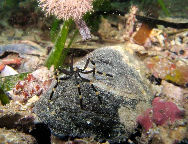 Sea spider (Stylopallene cheilorhynchus)