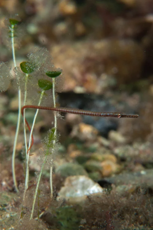 Southern Gulf pipefish juv. (Stigmatopora narinosa)