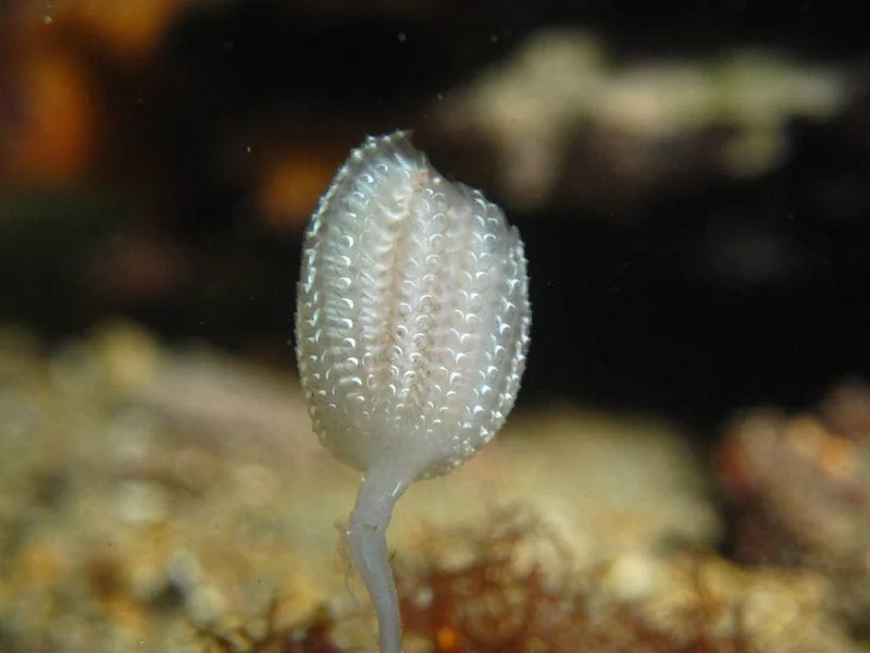 Sea tulip (Sycozoa pulchra)