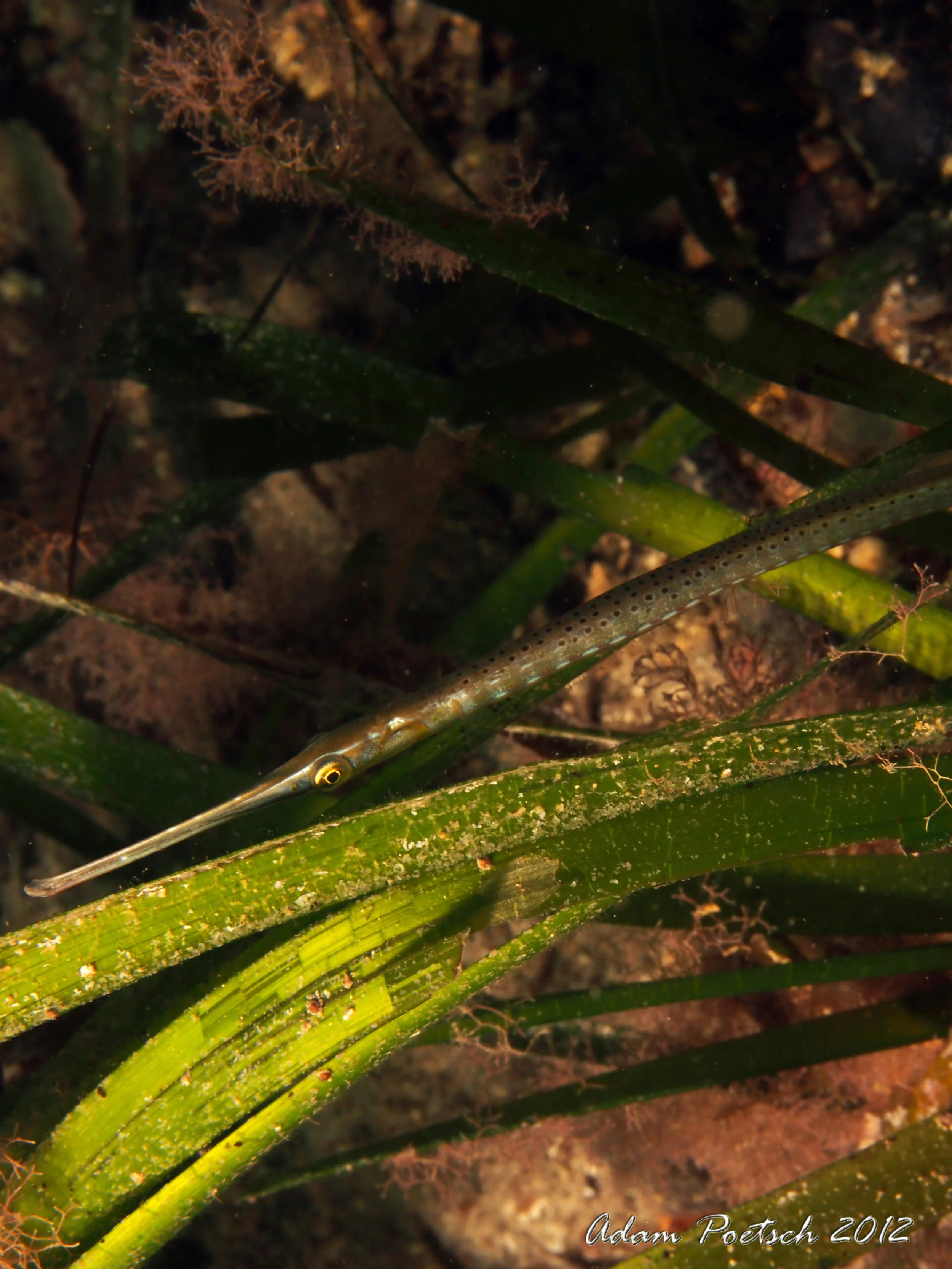 OIC120705Pipefish_Edithburgh_2012.jpg
