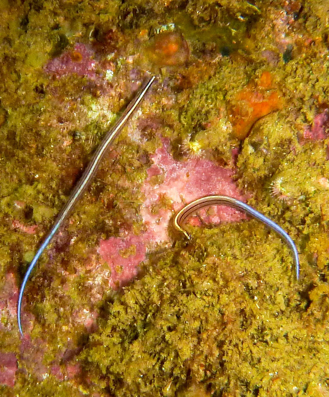 Sawtooth pipefish