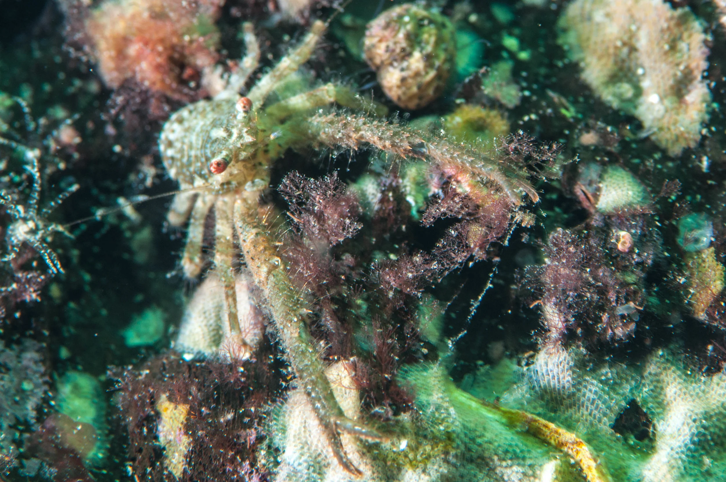 Crab (Galanthea australiensis)