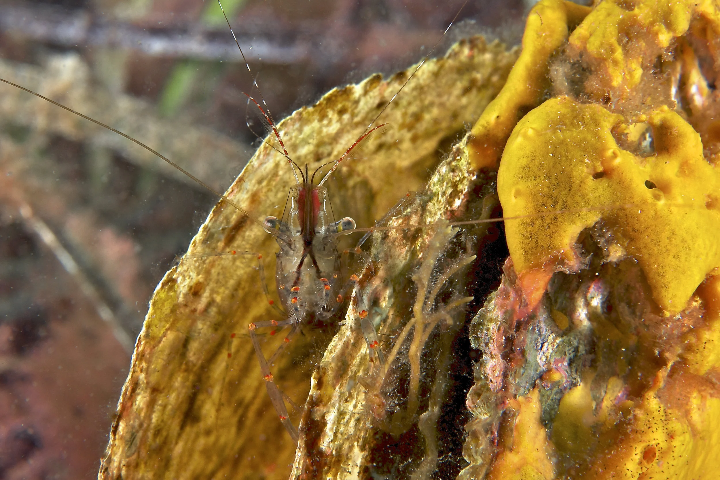 Cleaner shrimp