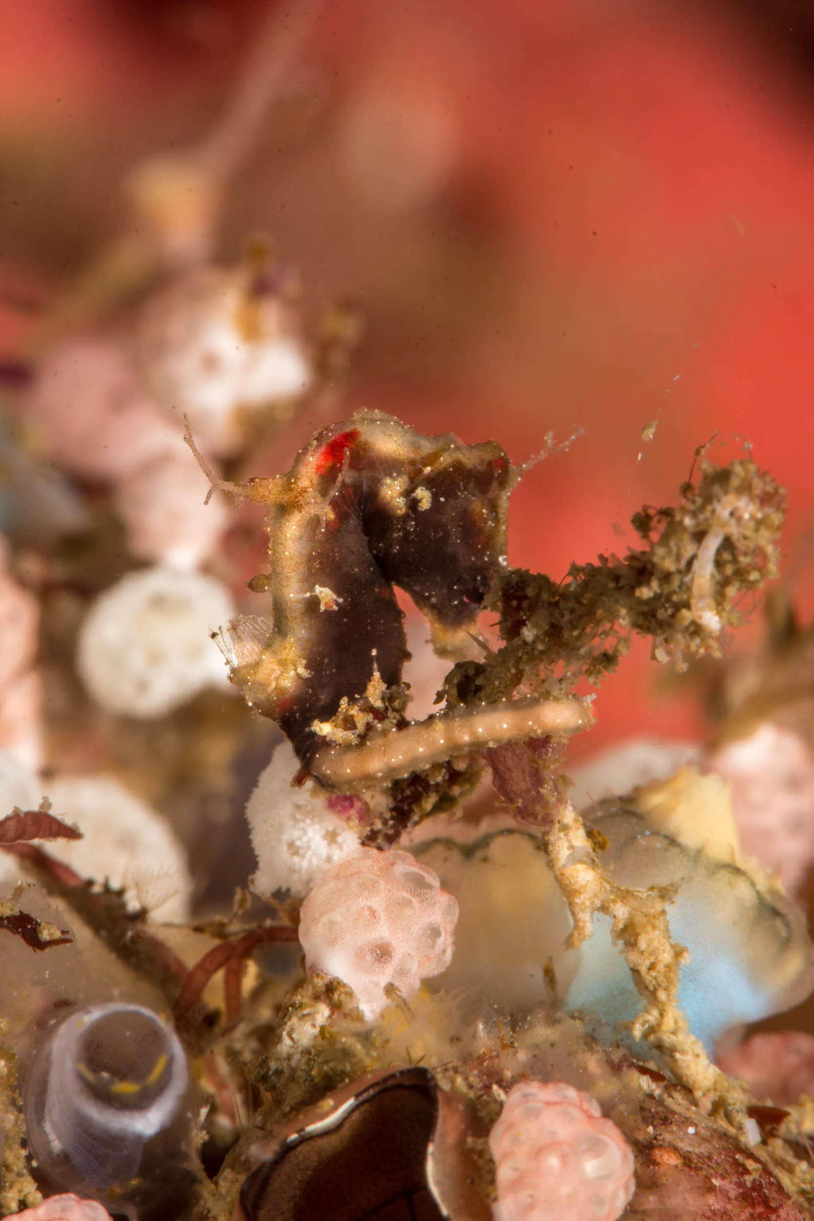 Severns pygmy seahorse