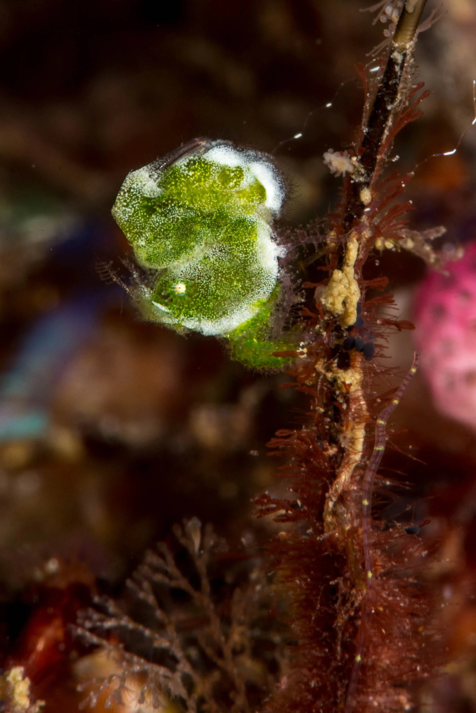 Little-green or Not-hairy hairy shrimp!