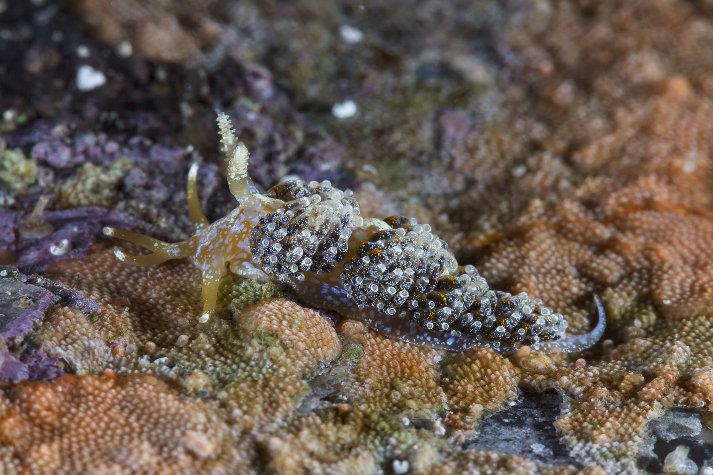 Nudibranch (Austraeolis ornata)