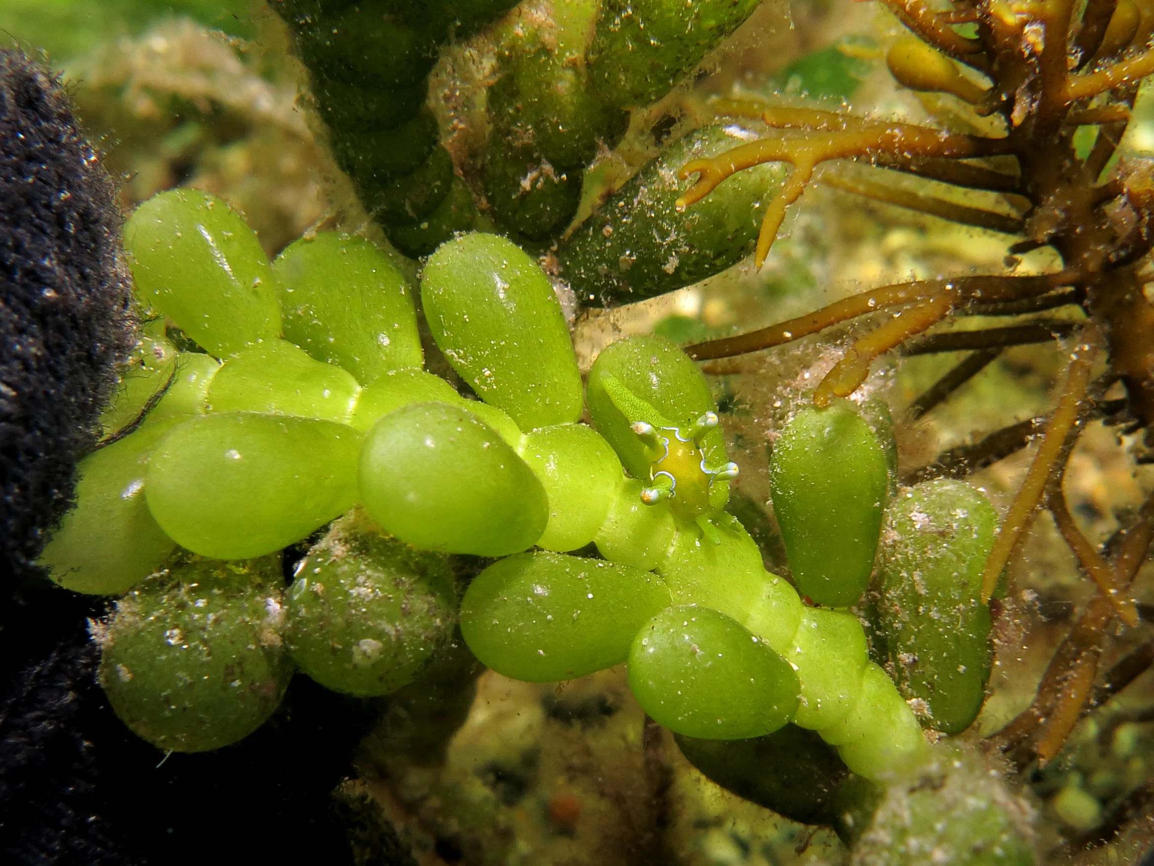 Nudibranch (Roburnella slug)
