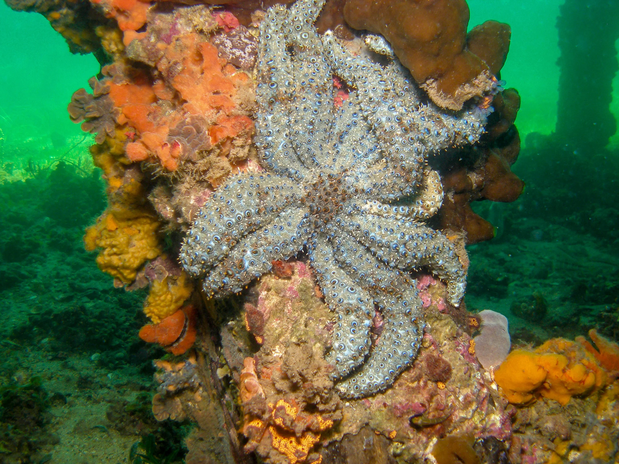 Eleven-arm sea star (Coscinasterias muricata)
