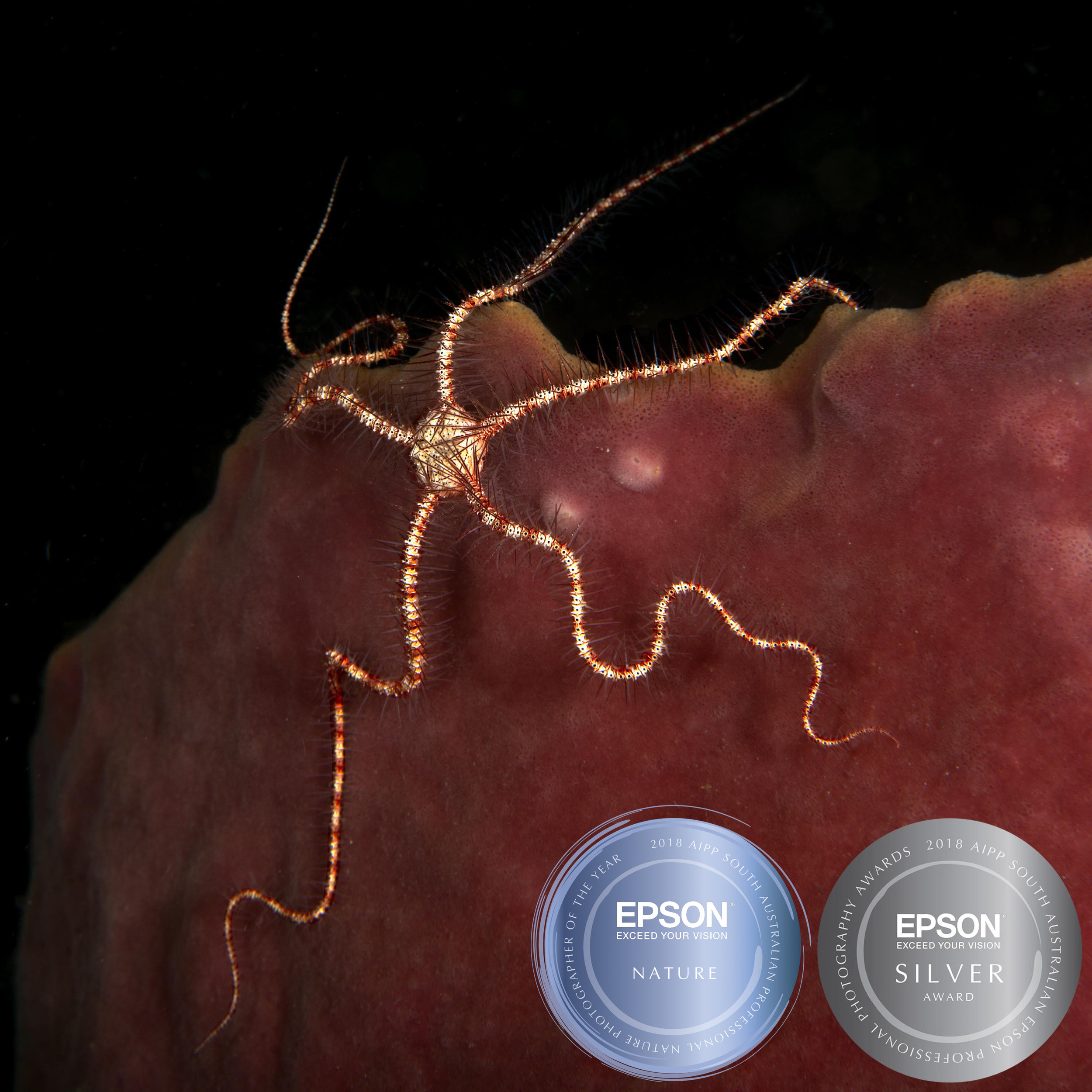 SA2018-FernieD-11 copy.jpg