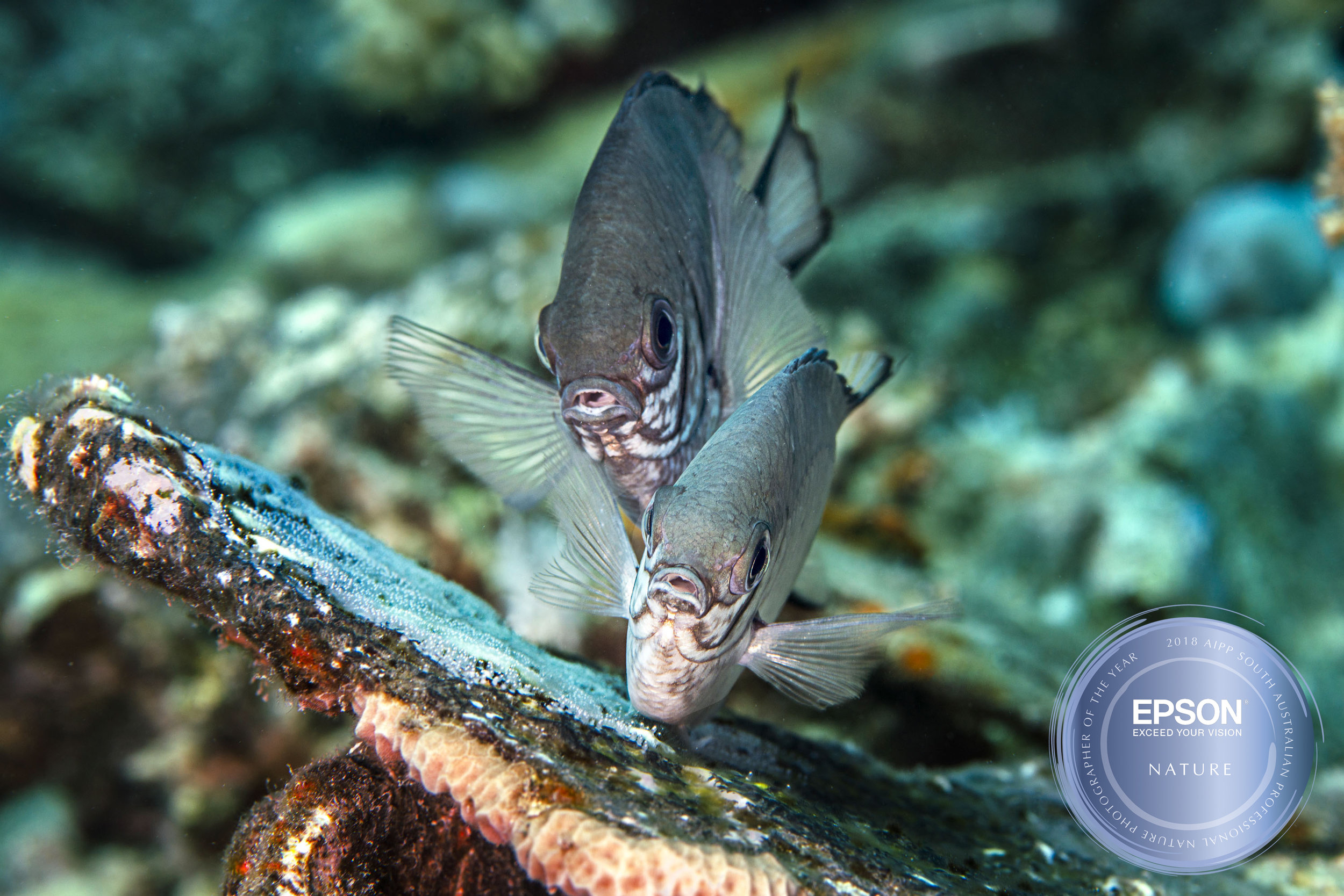 SA2018-FernieD-10 copy copy.jpg