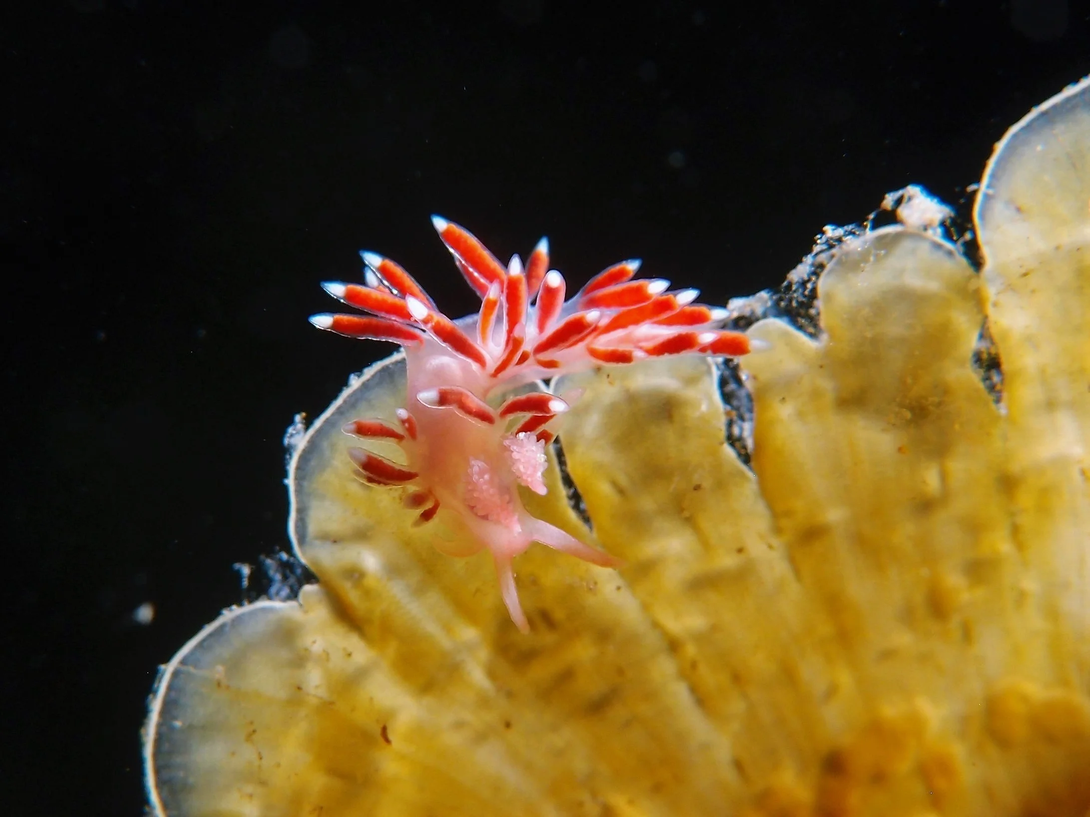 Nudibranch (Austraeolis ornata)