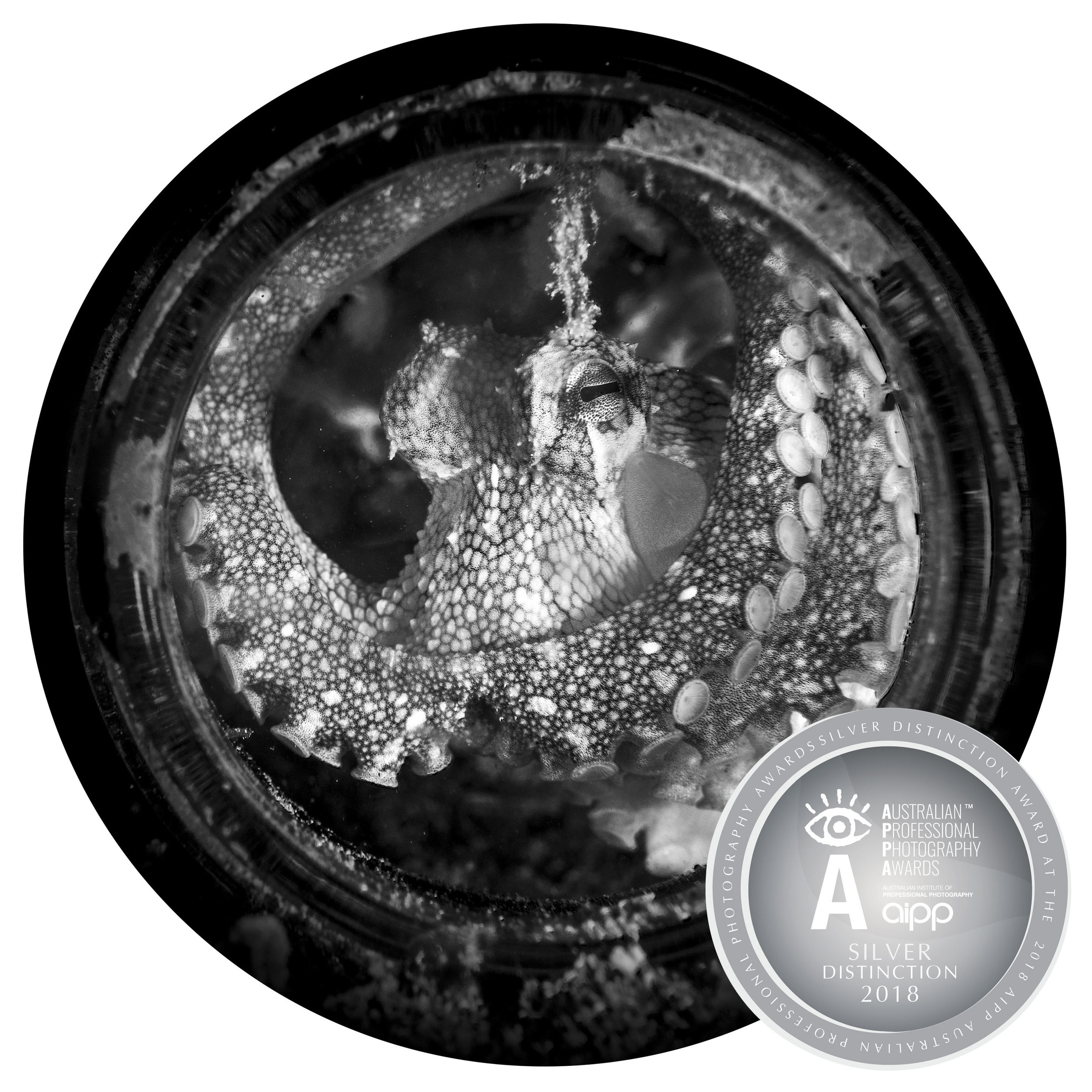 SA2018-Fernie-3 copy.jpg