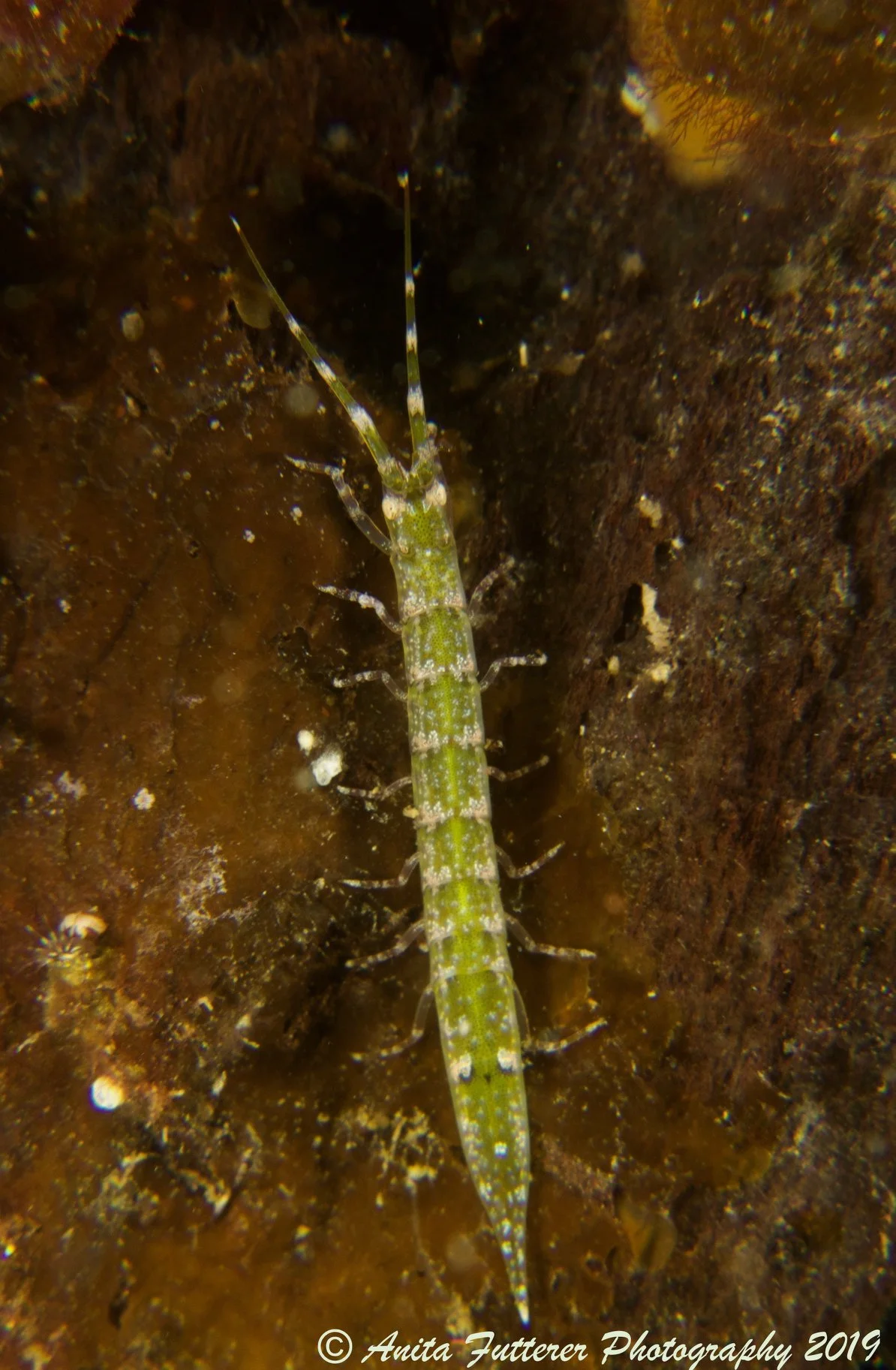 Sea centipede (Crabyzos longicaudatus)
