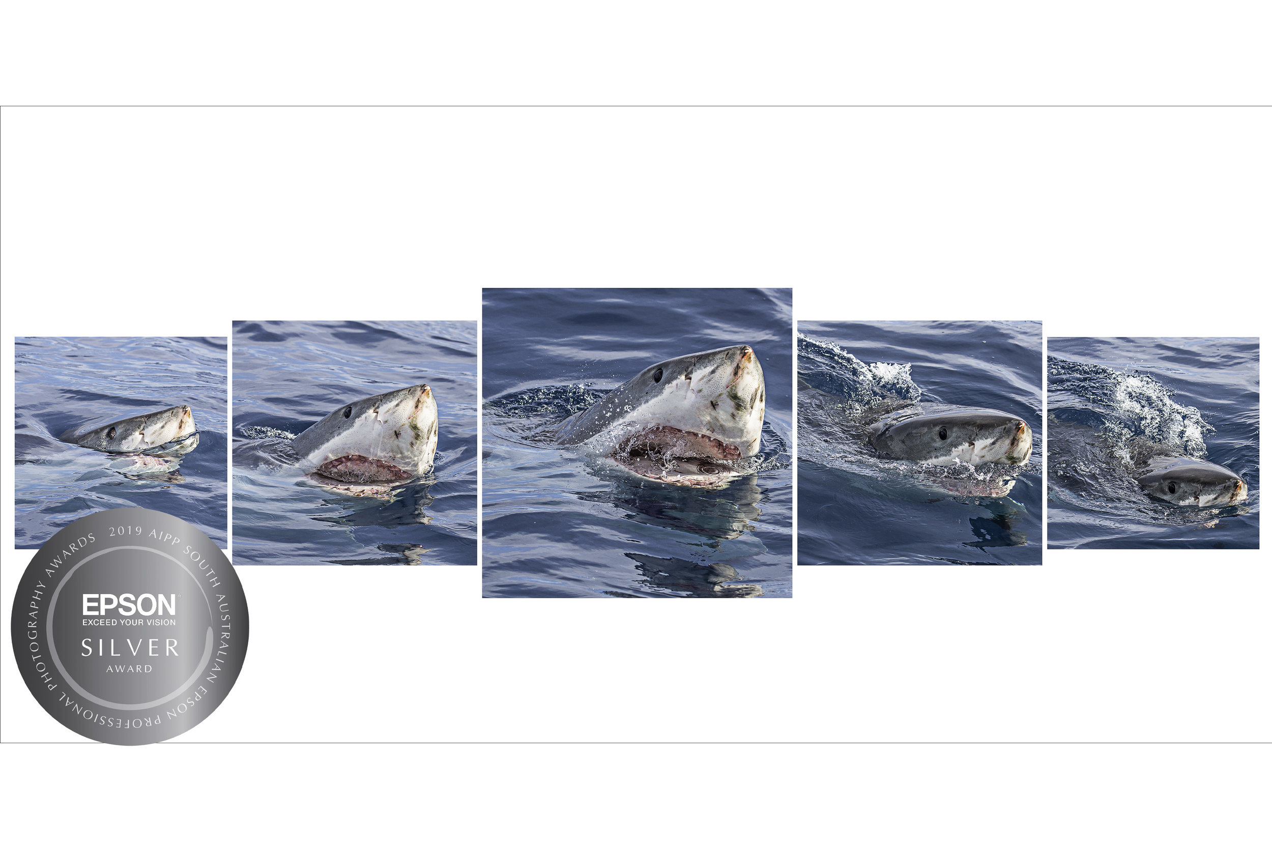 GWSsappa19_30cm_300dpi DH30cm_S.jpg