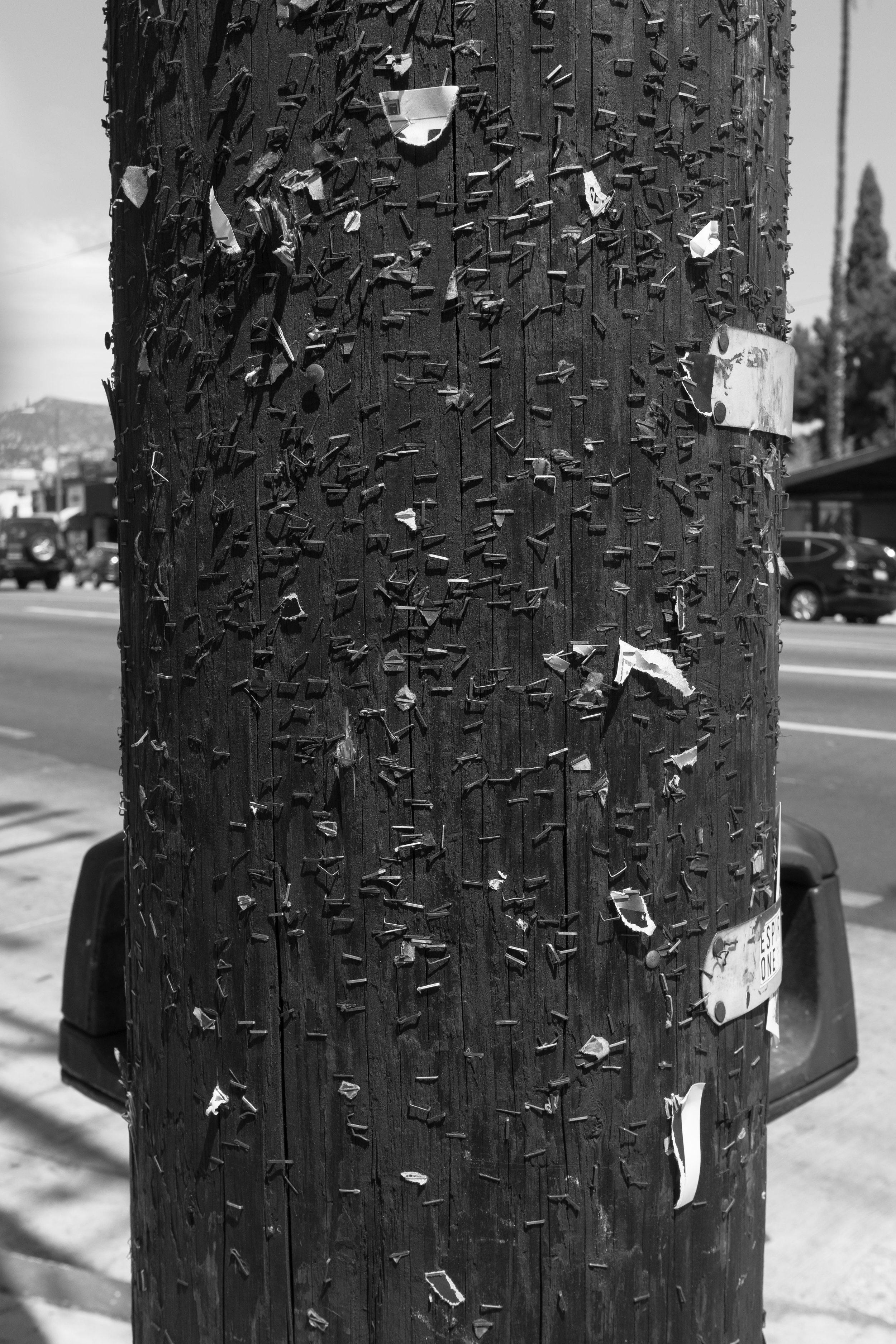 Sunset Blvd., Los Angeles telephone pole, 2022