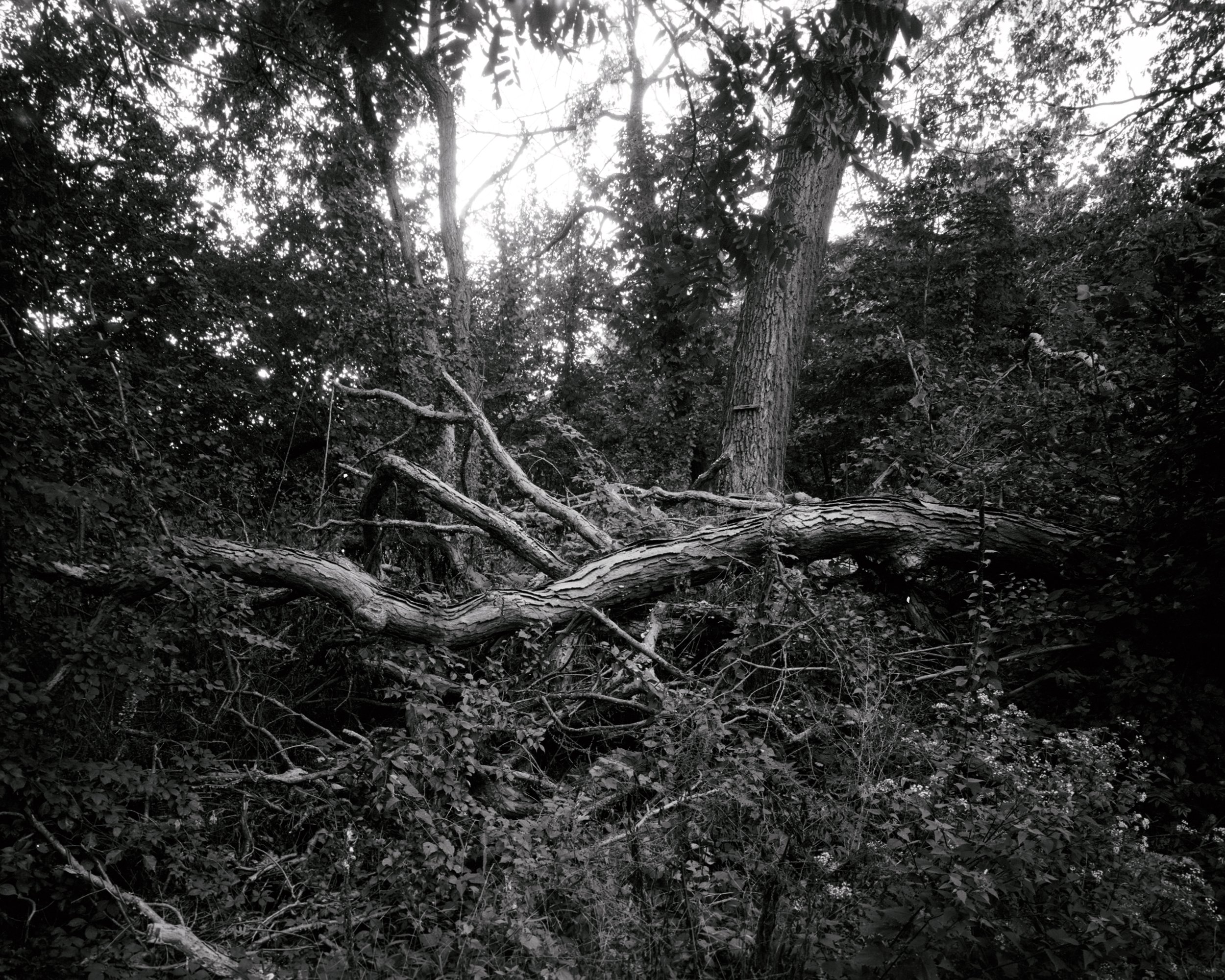 Fallen tree in Tivoli, 2021