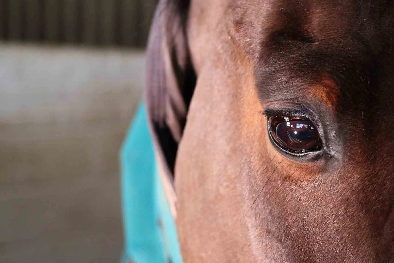 Gamston_Wood_Equestrian_livery_coaching_99_web.jpg