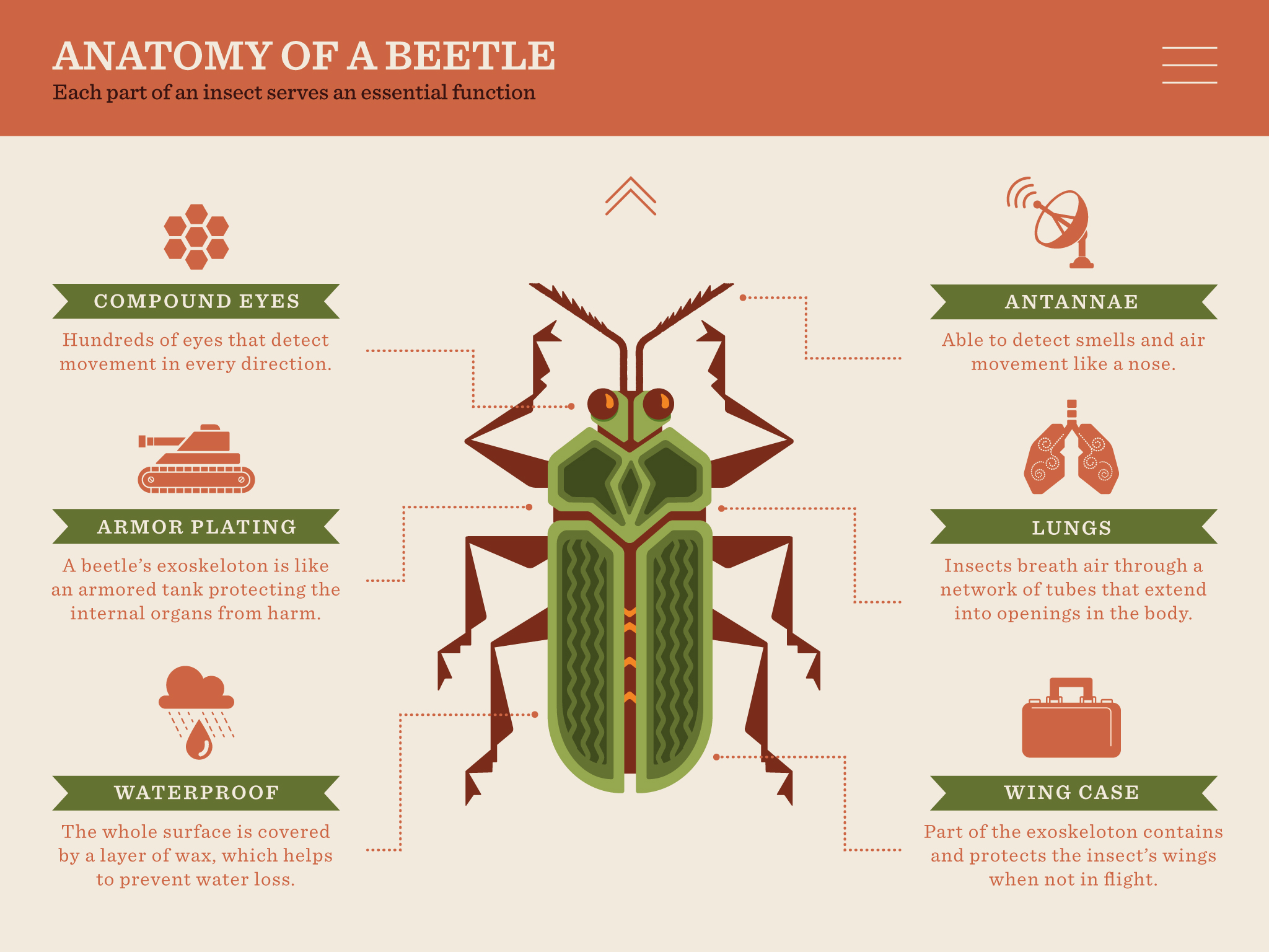 Insect-App-Beetle-Anatomy.jpg