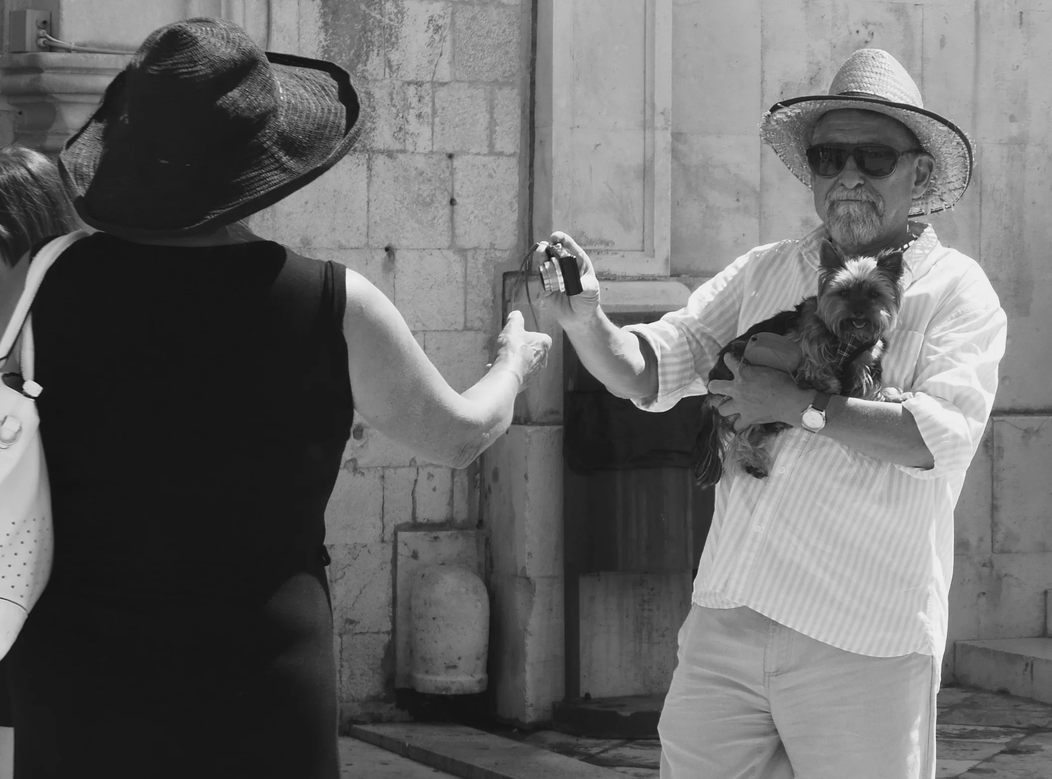   Looking Woof - Dubrovnik - September 2018  
