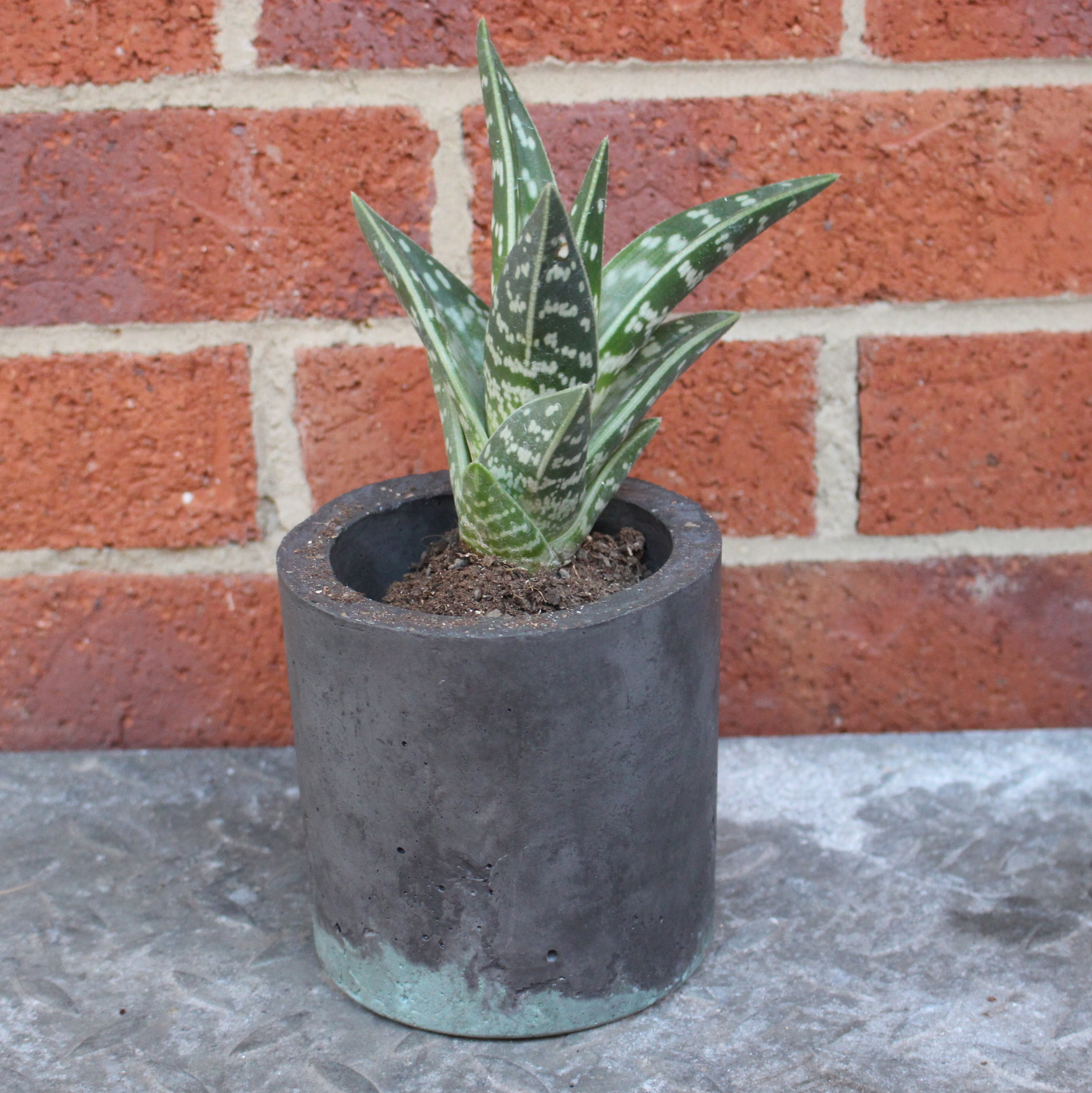 Cylinder Planter