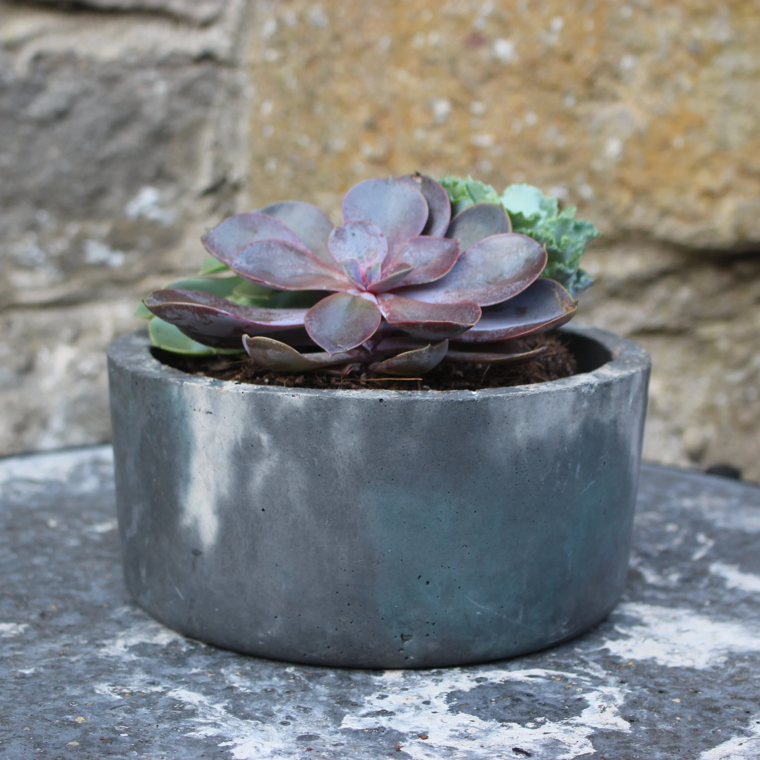 Succulent Cylinder