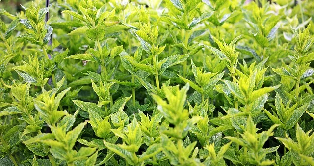 peppermint-1500452_640.jpg