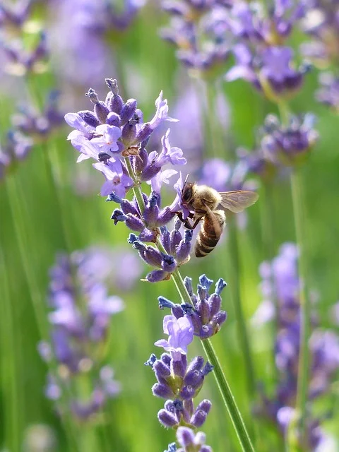 lavender-167789_640.jpg