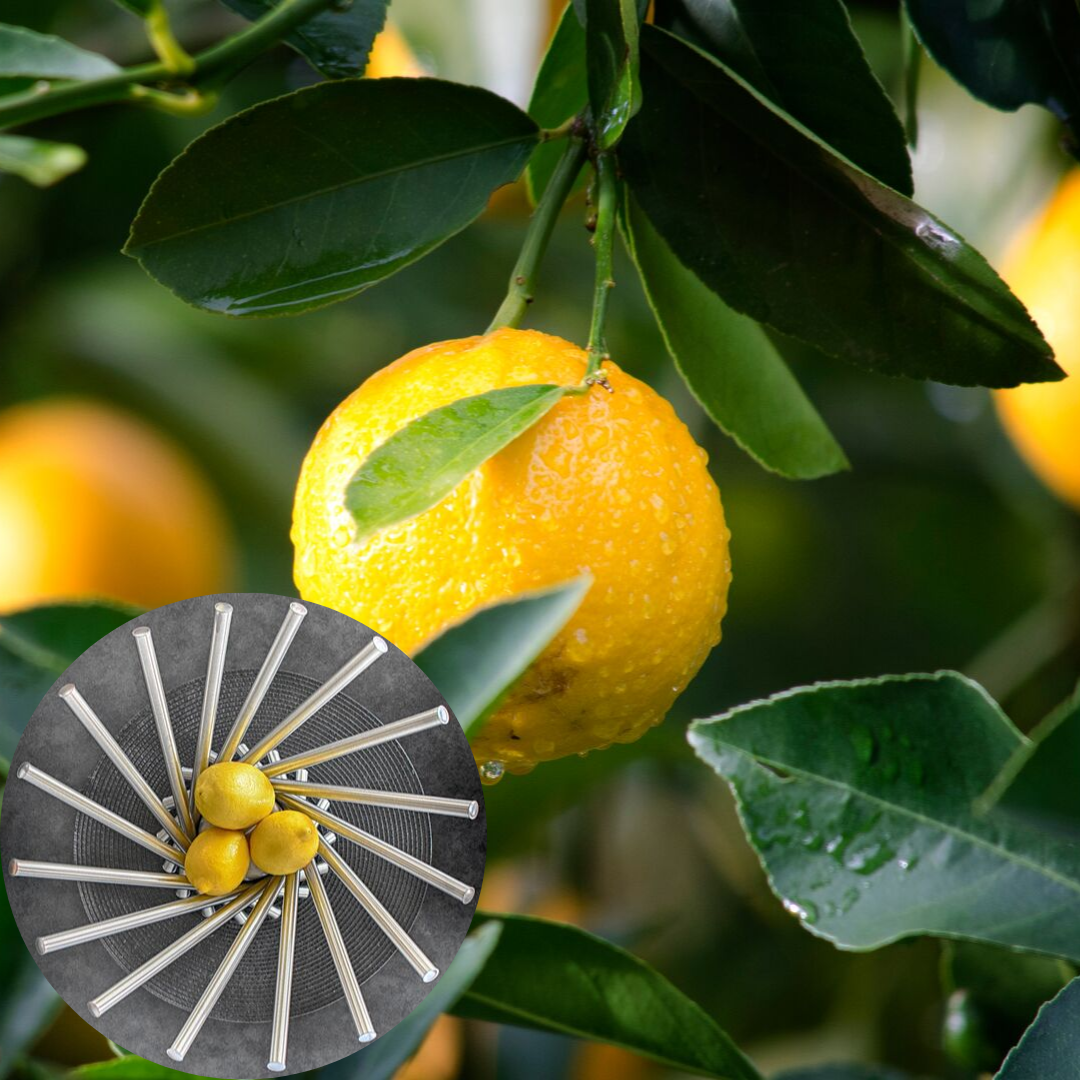 lemon4.png