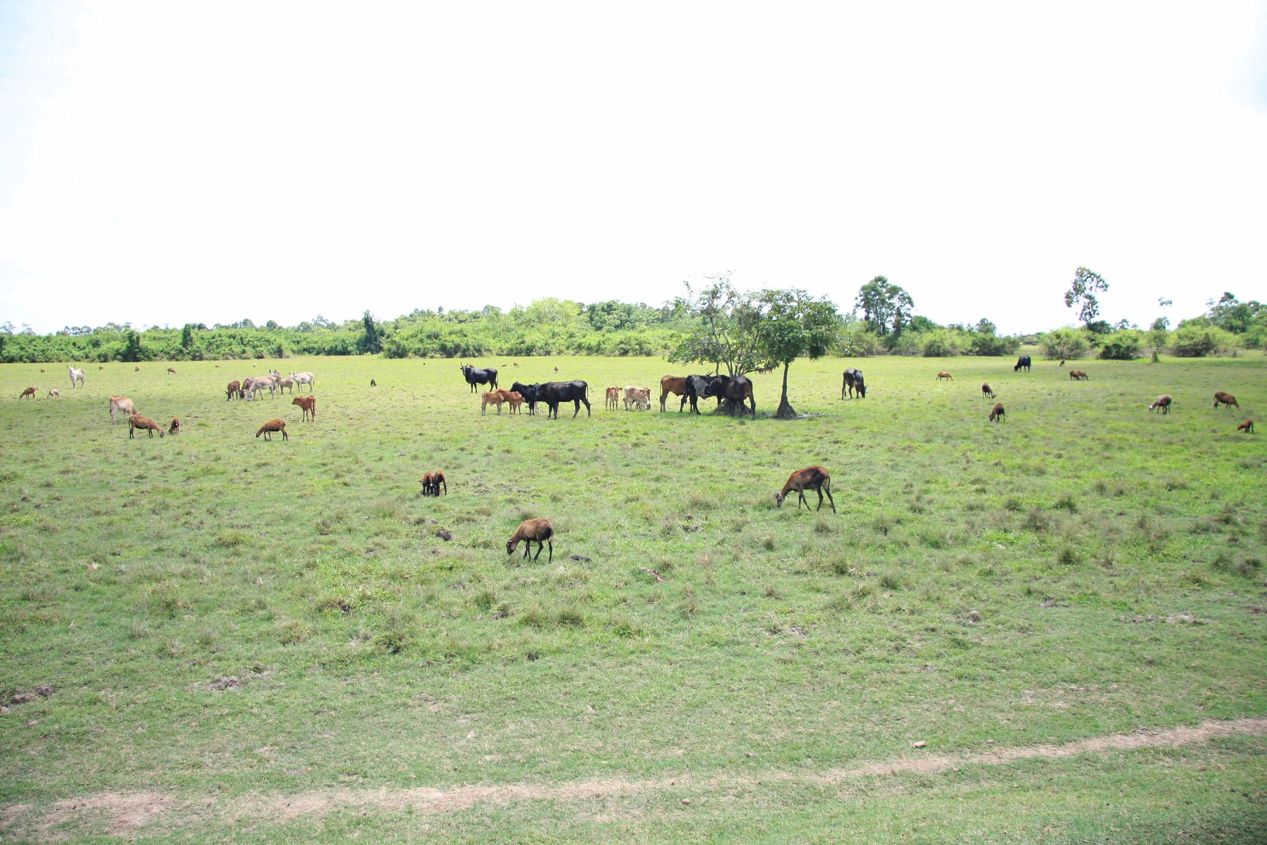 Photo Credit: Stabroek News