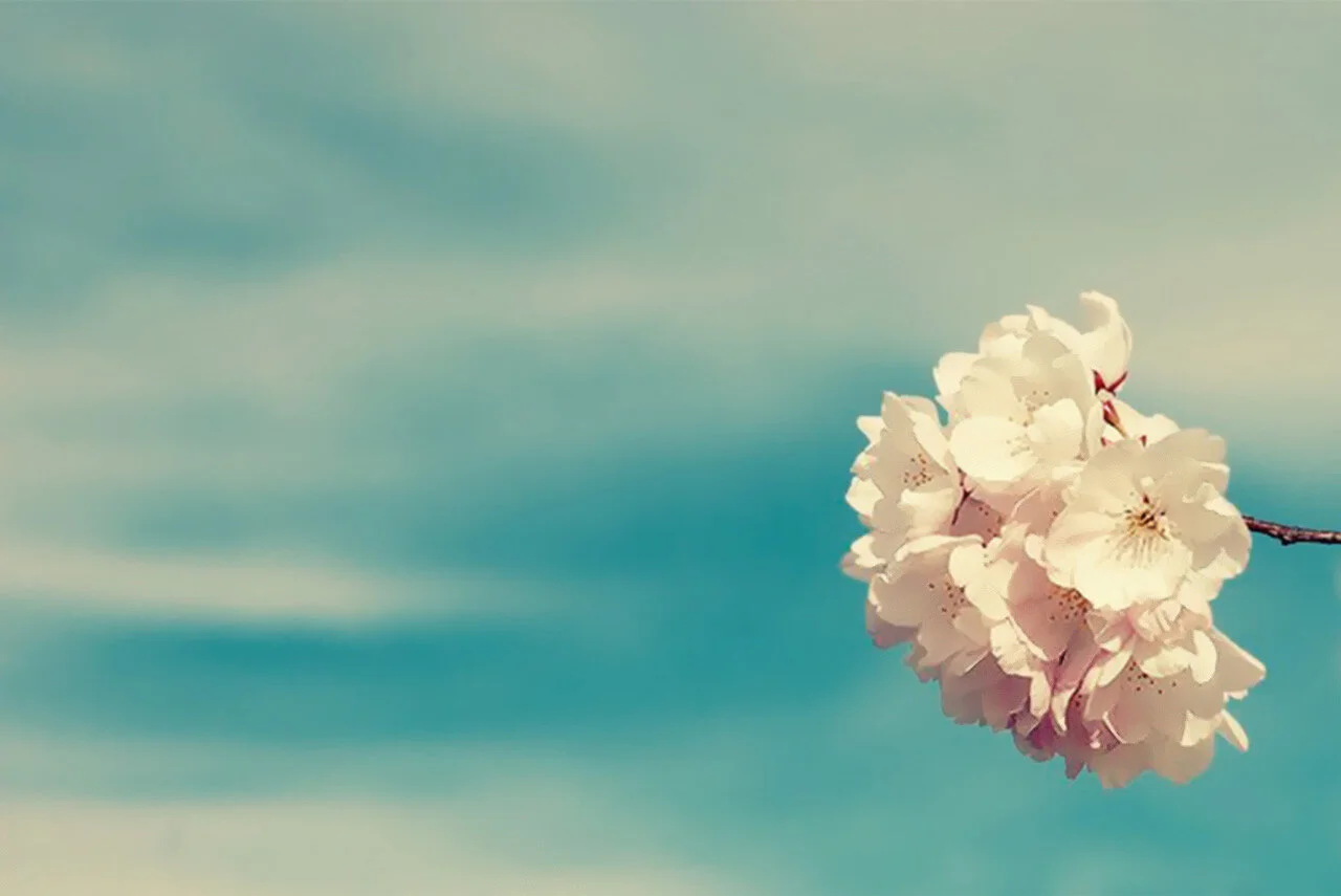 flower2 Homepage.jpeg