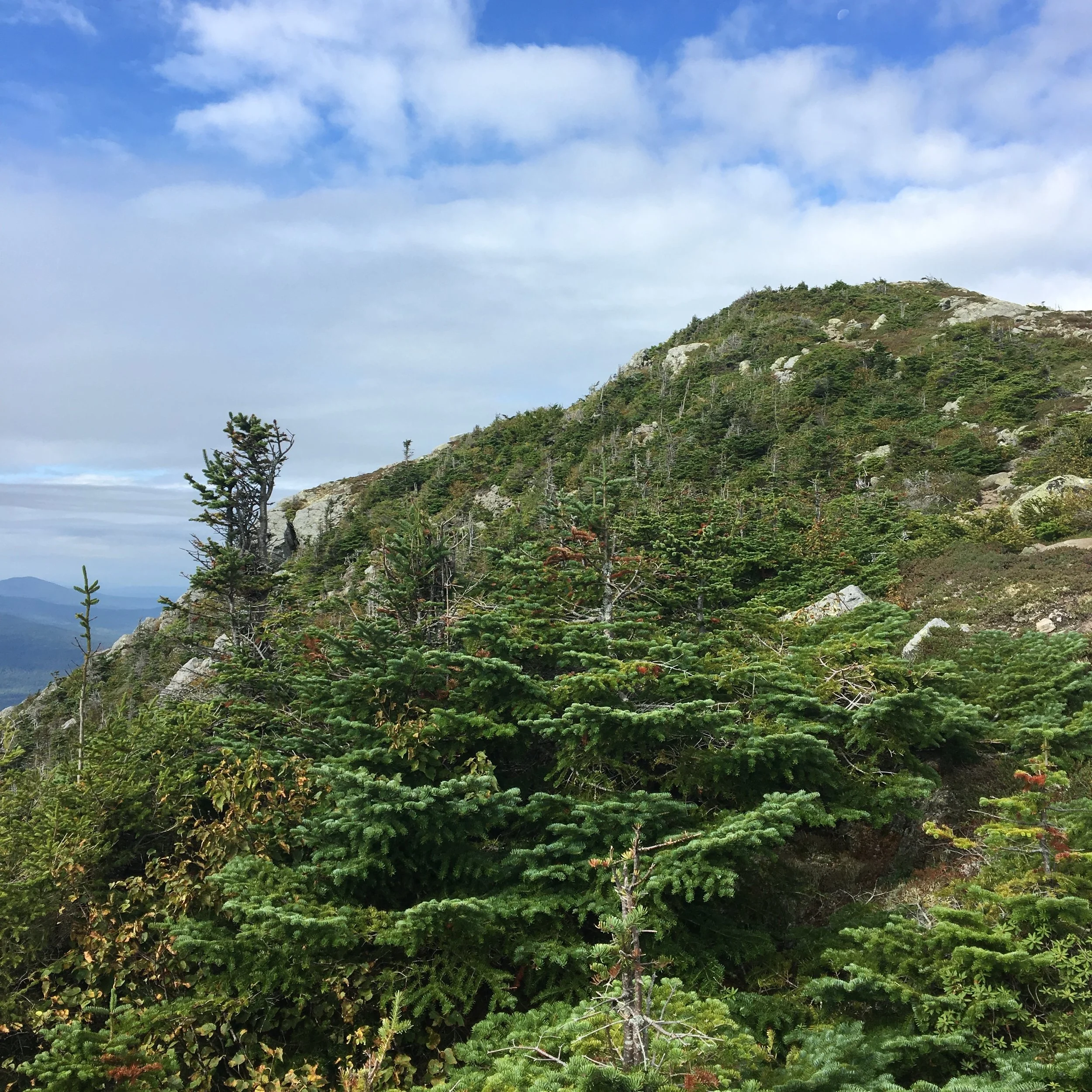 Trail is Life 