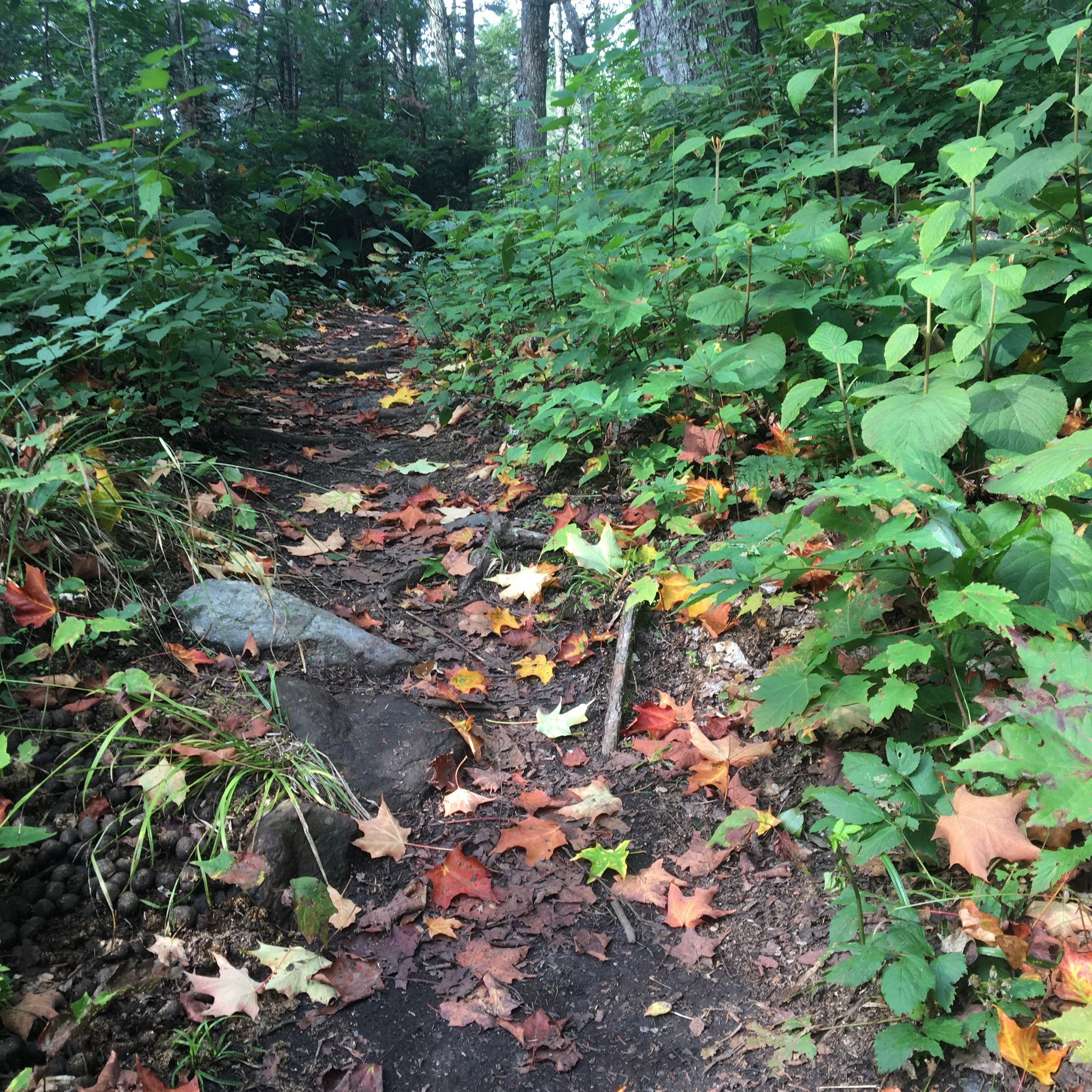 See You Down the Trail