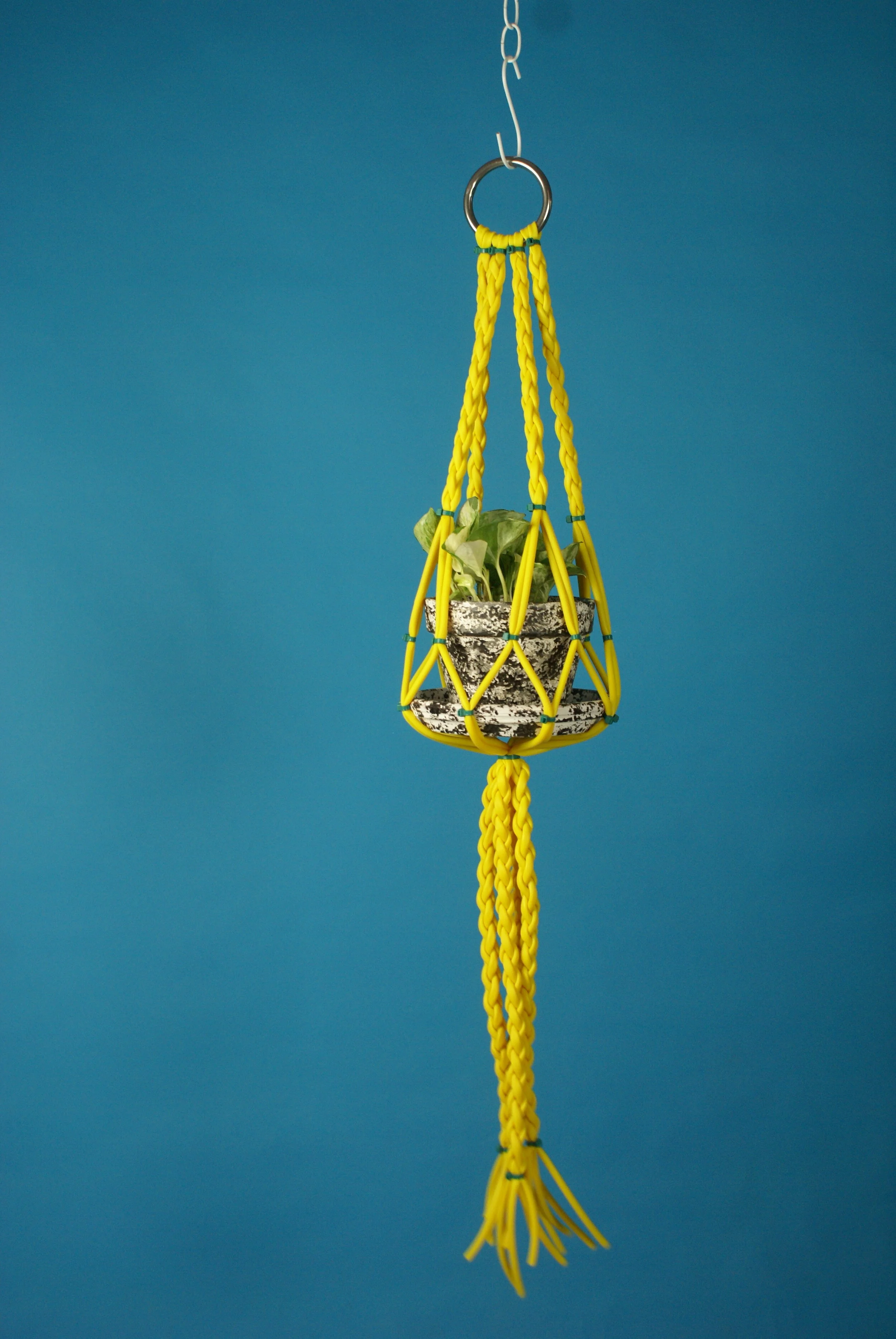 Large Yellow Blue.JPG
