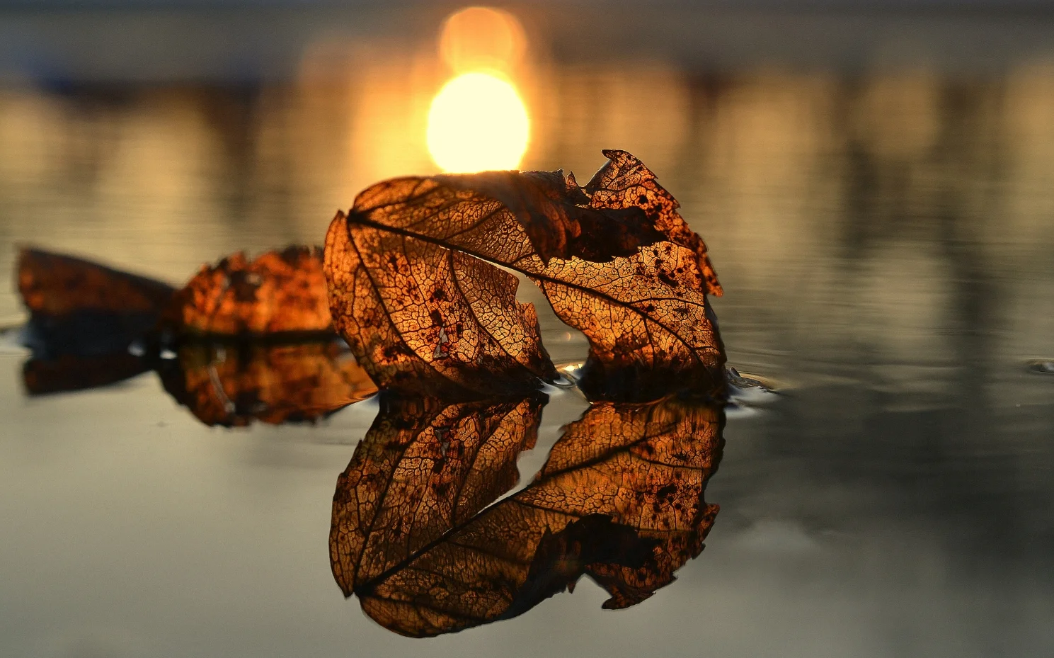 Hidden Lives of Courage