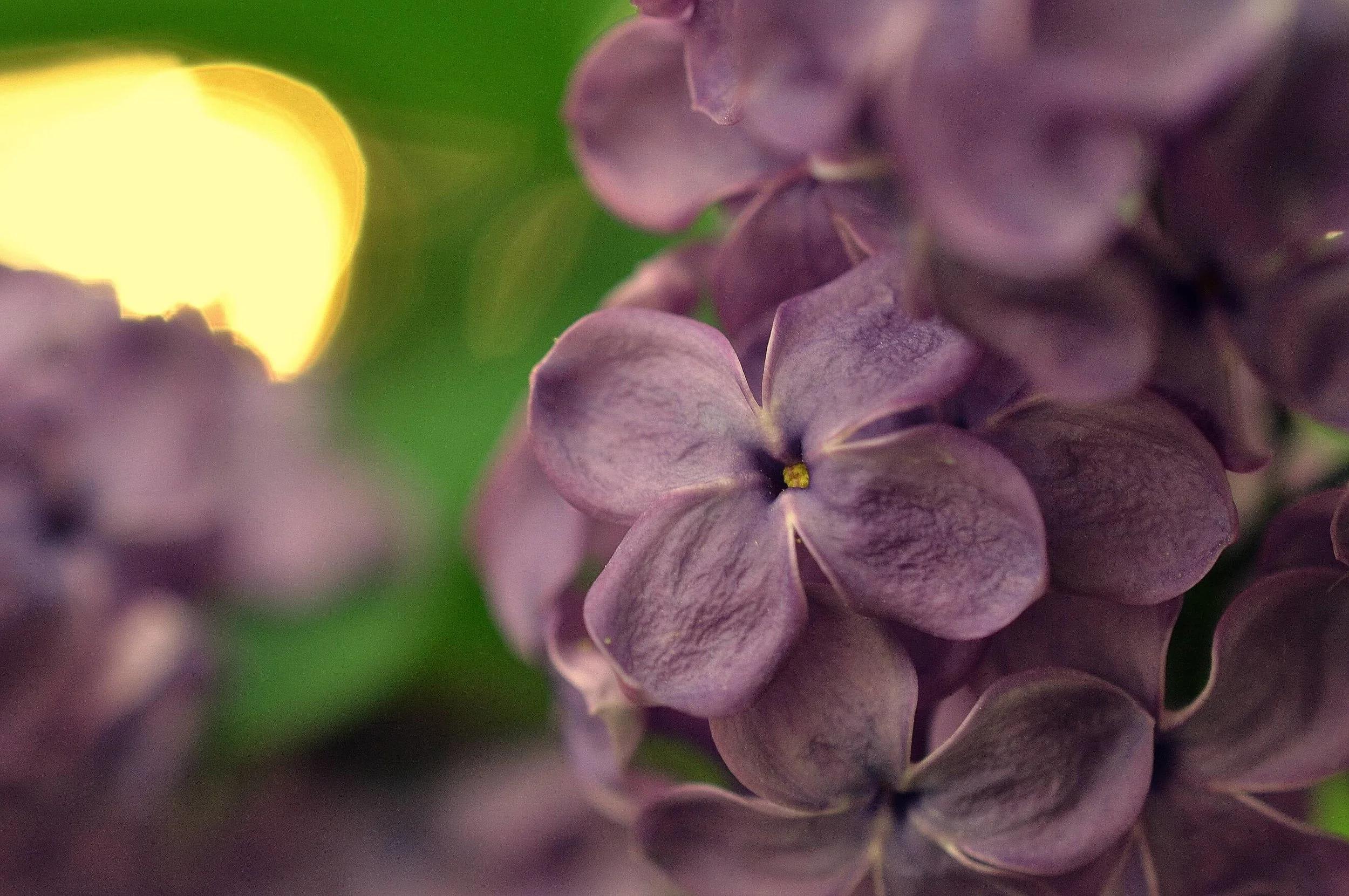 A Lilac Bush and an Open Heart