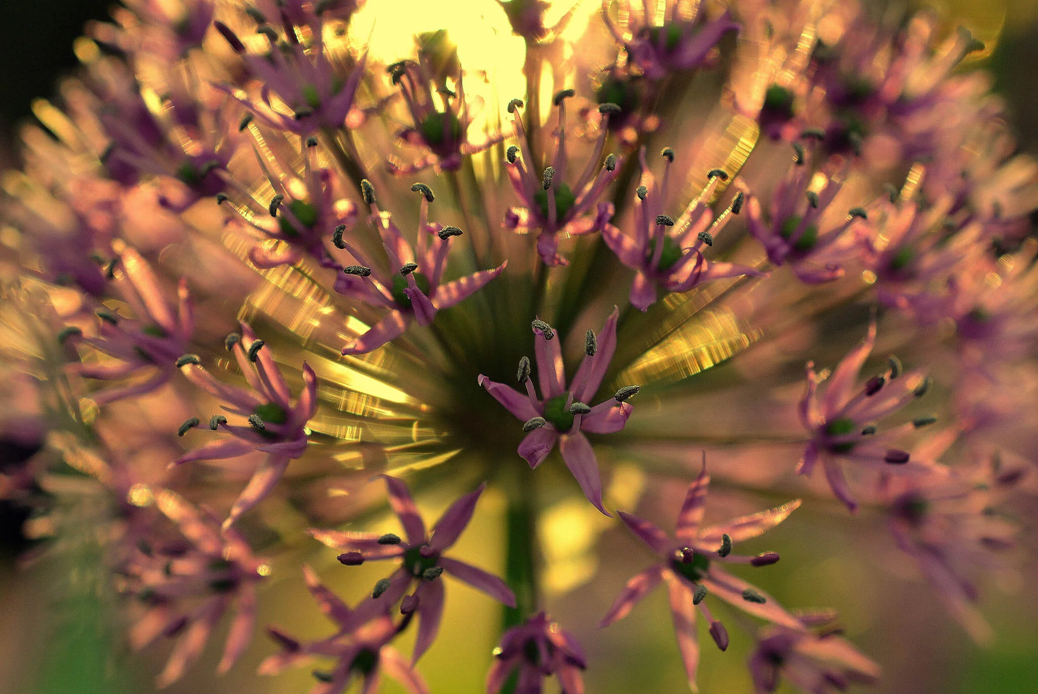 Take a Gratitude Pause
