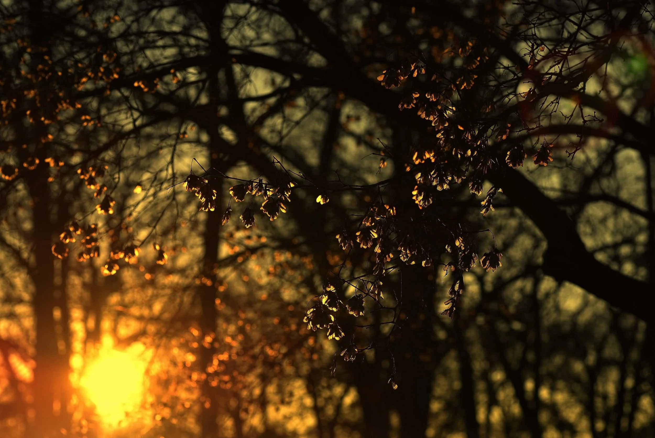 Solstice Reflections