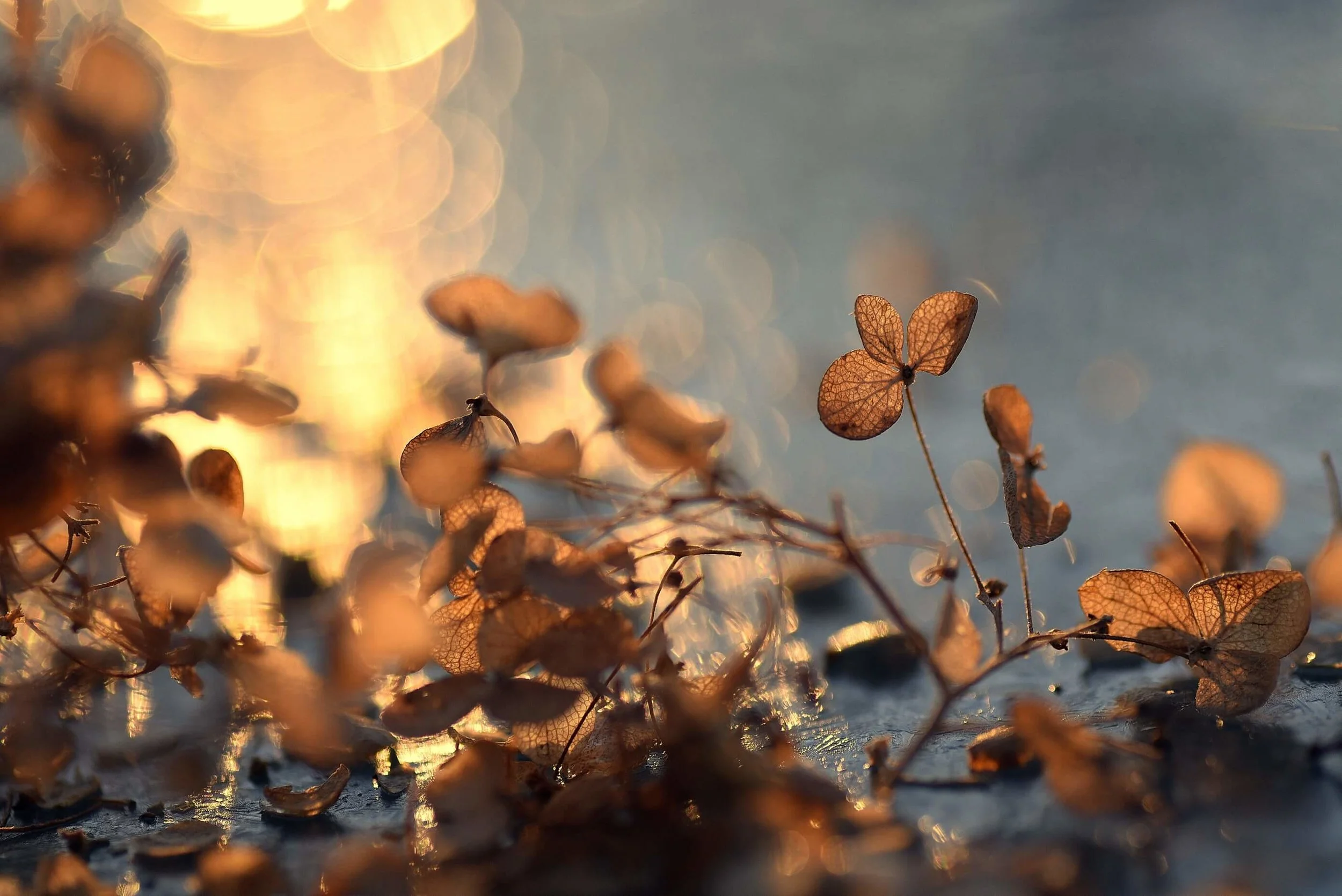 The Family of Things