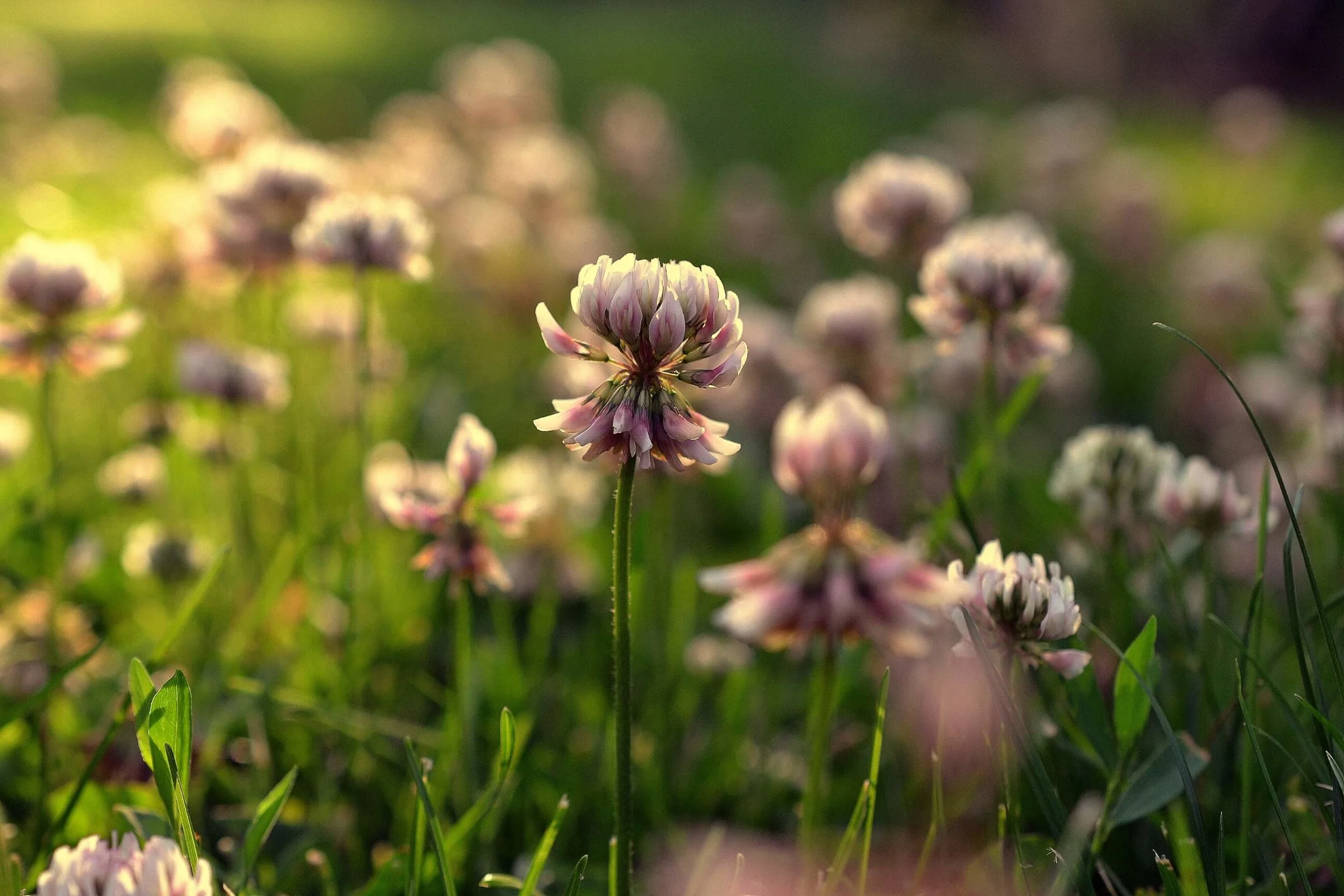 How Kindness Changes the World