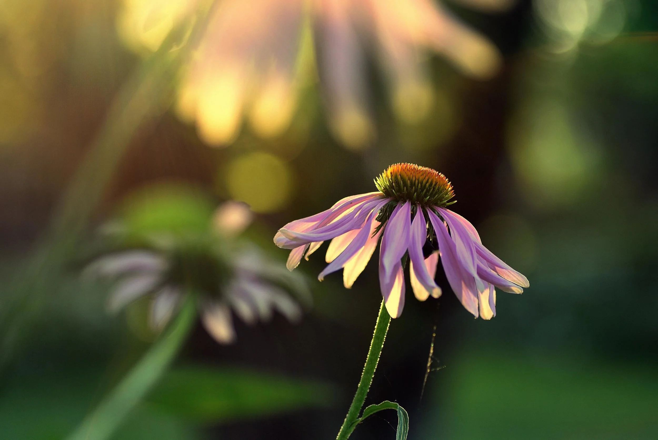 Extending the Circle of Compassion