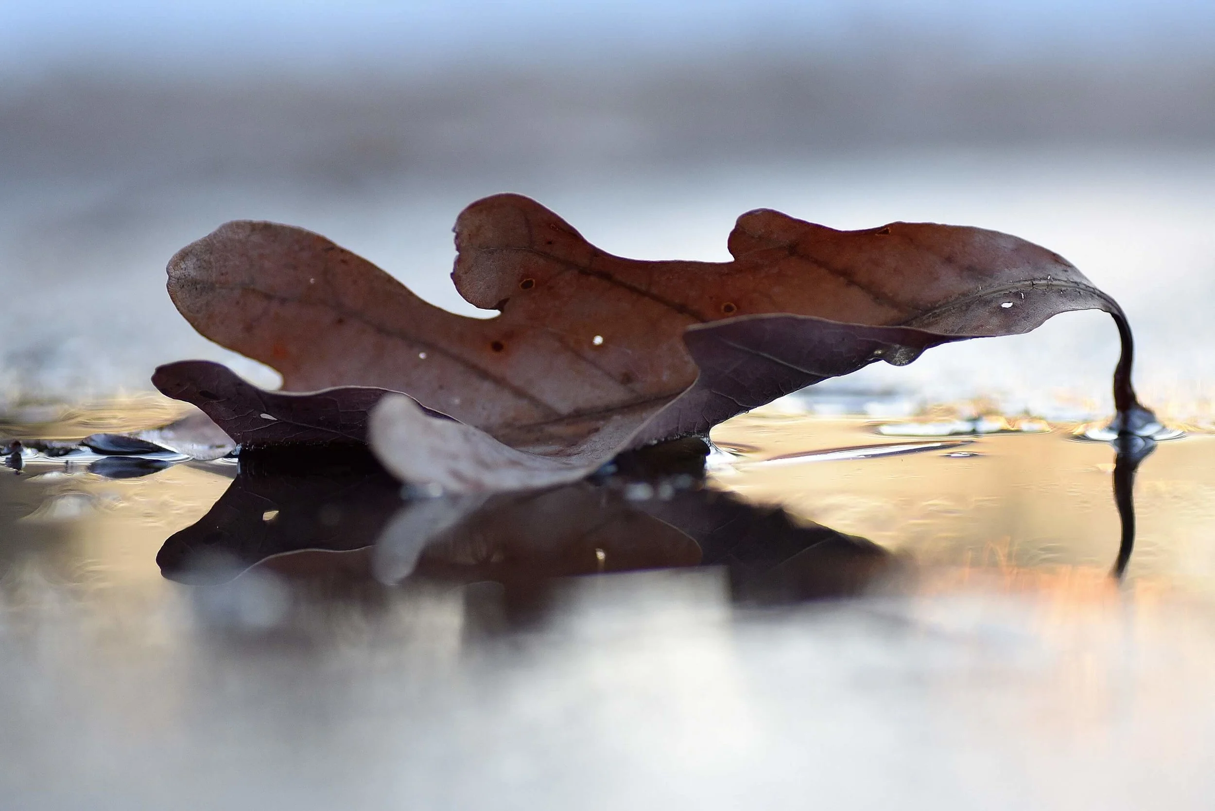 Digest of Everyday Insights