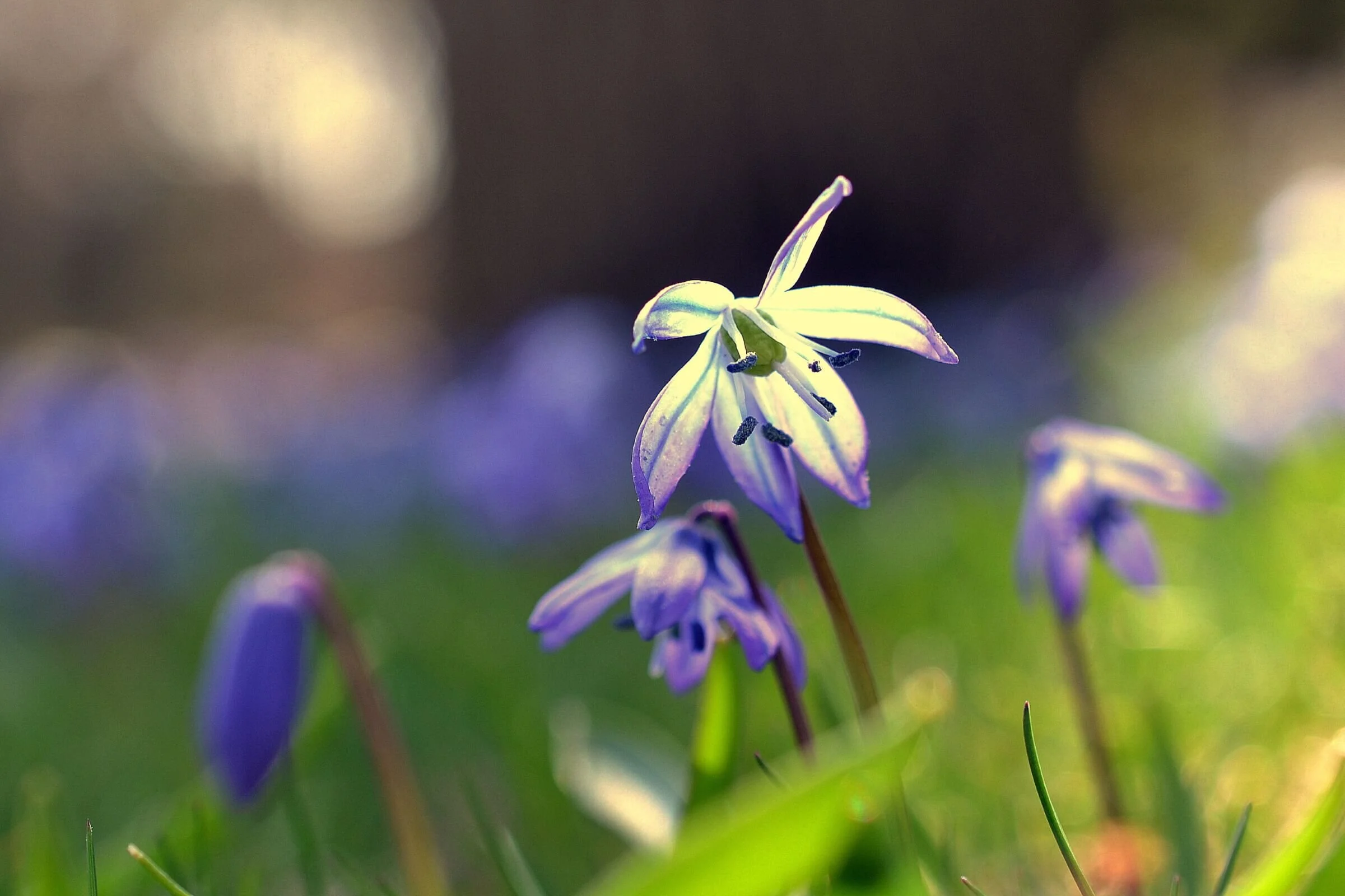 The Vulnerability of Early Spring