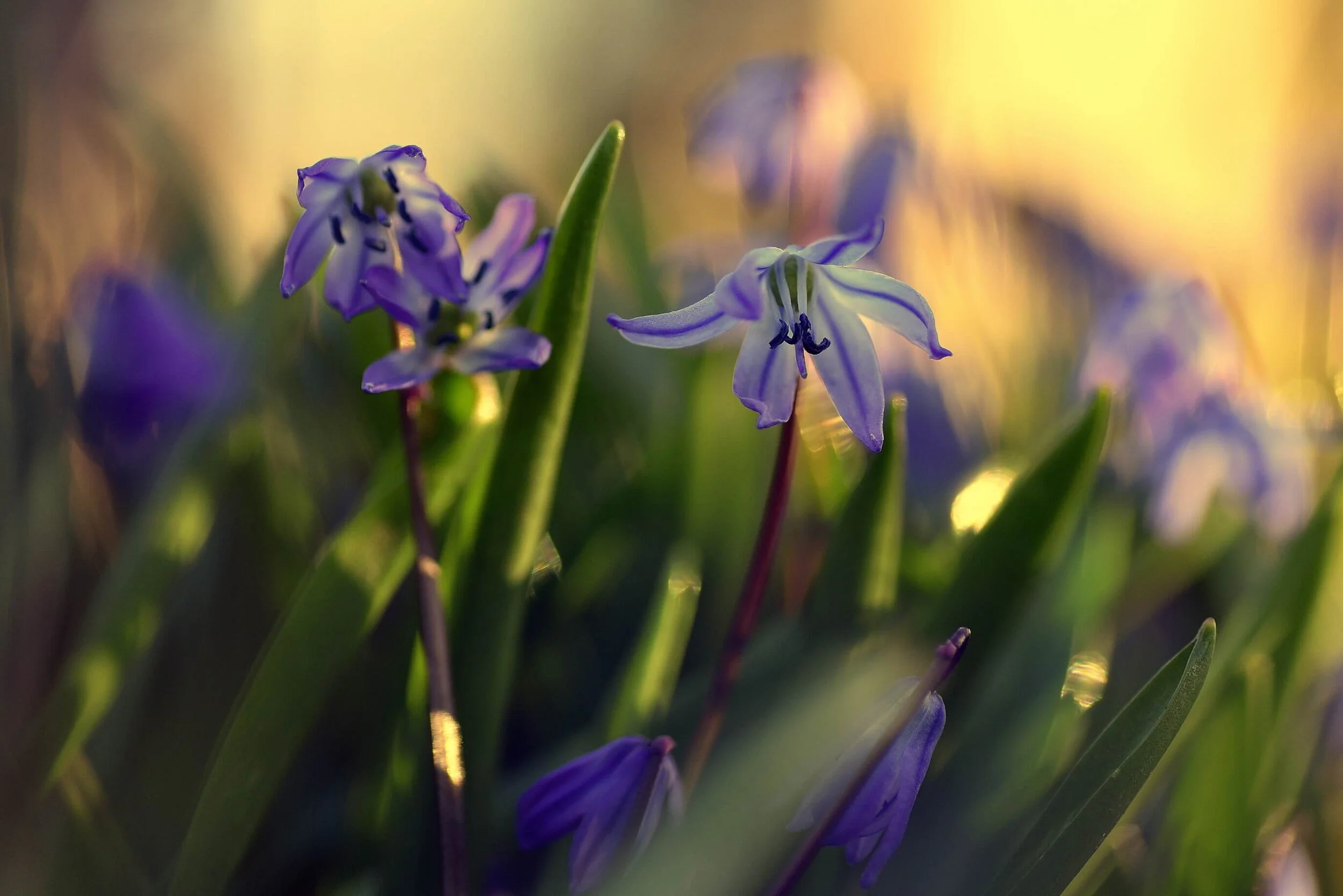 A Compassion Project