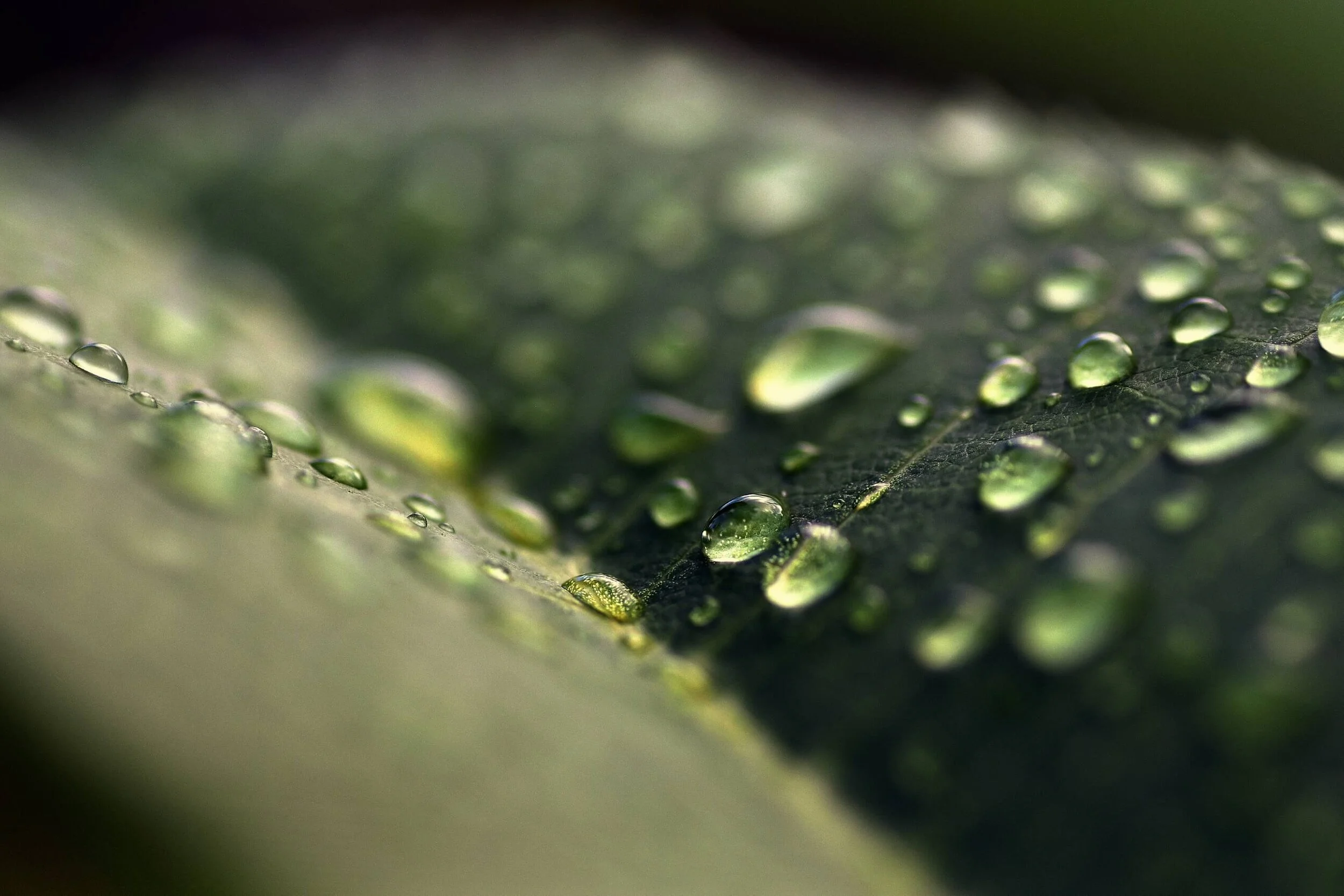 Pandemic Care Package