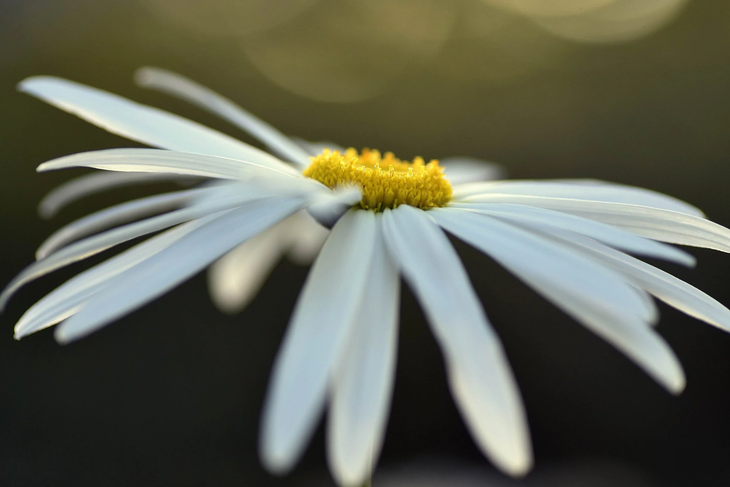 A Feeling of Enoughness