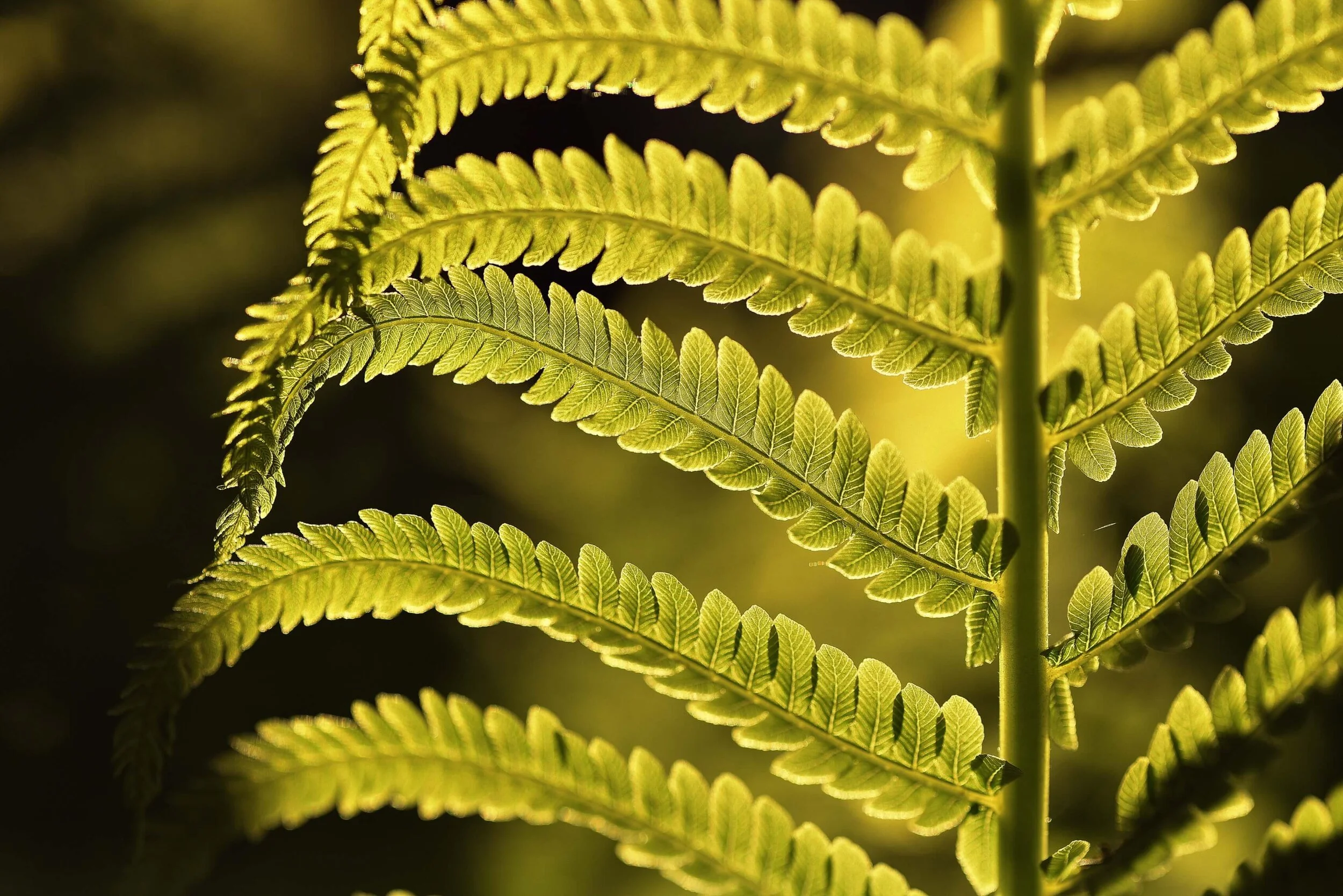 A Ray of Light from Prison