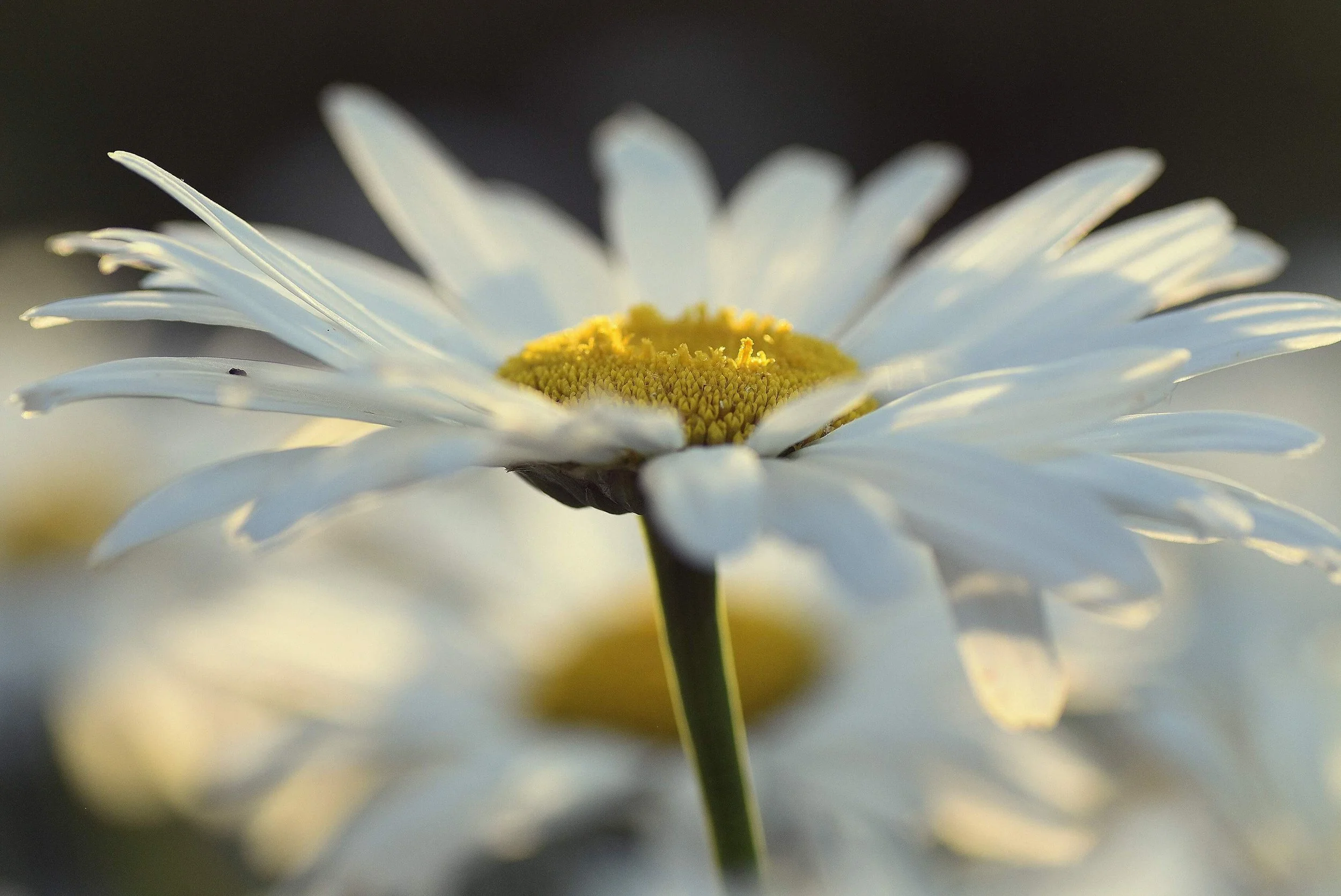 Focusing Your Attention (It's Doable!)